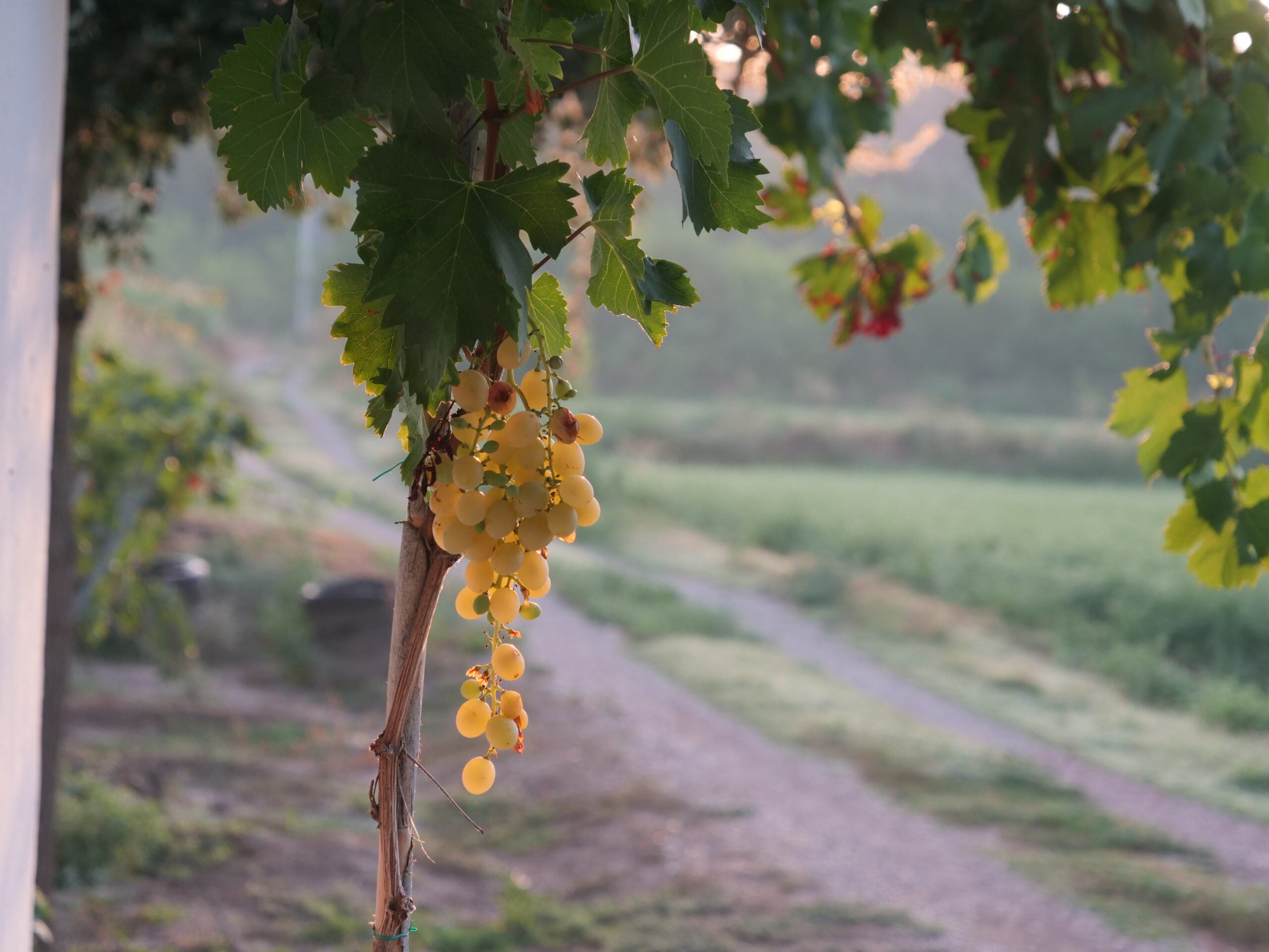 7 beste Weingüter auf der Setúbal 