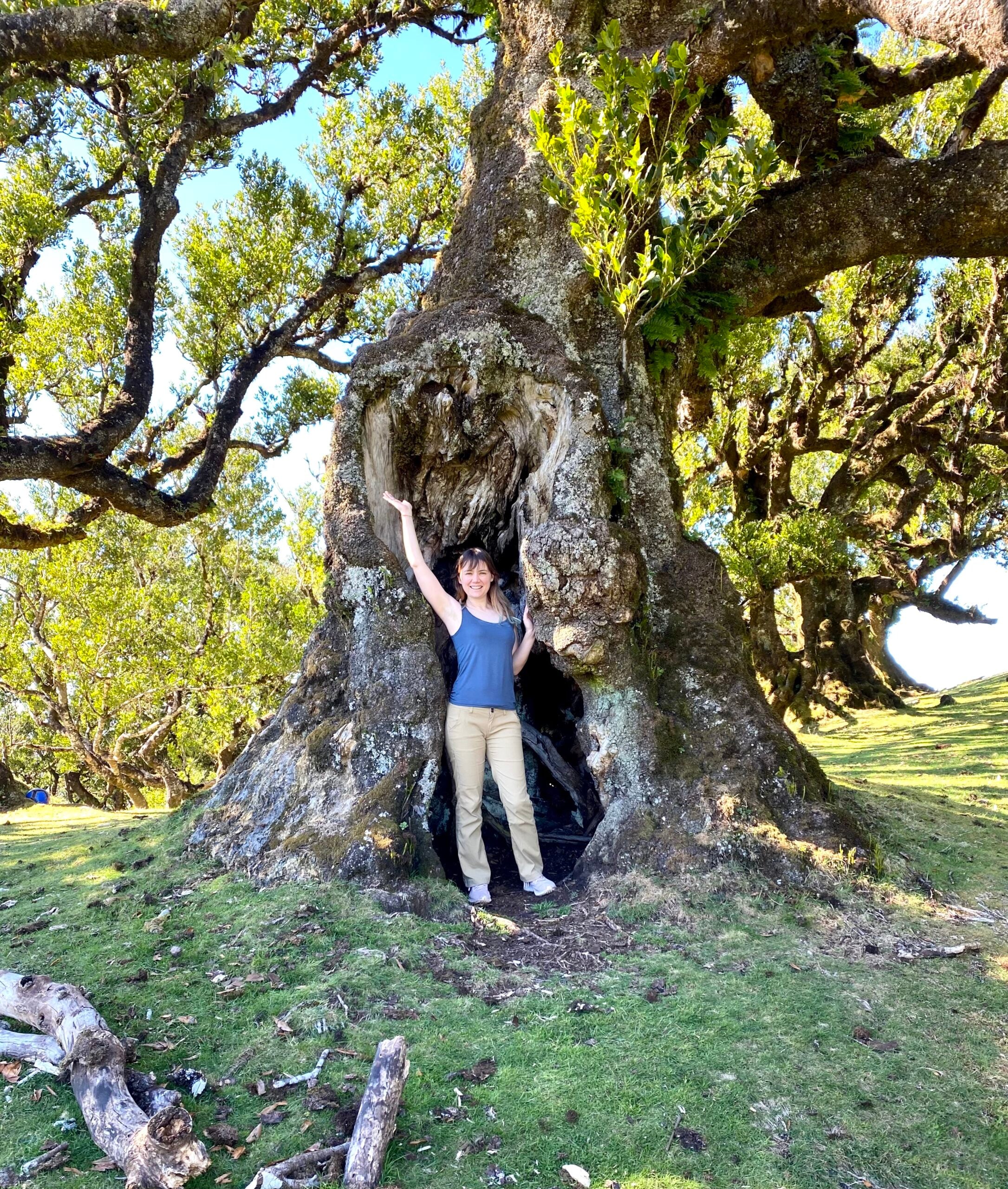 Die 10 größten Bäume in Portugal