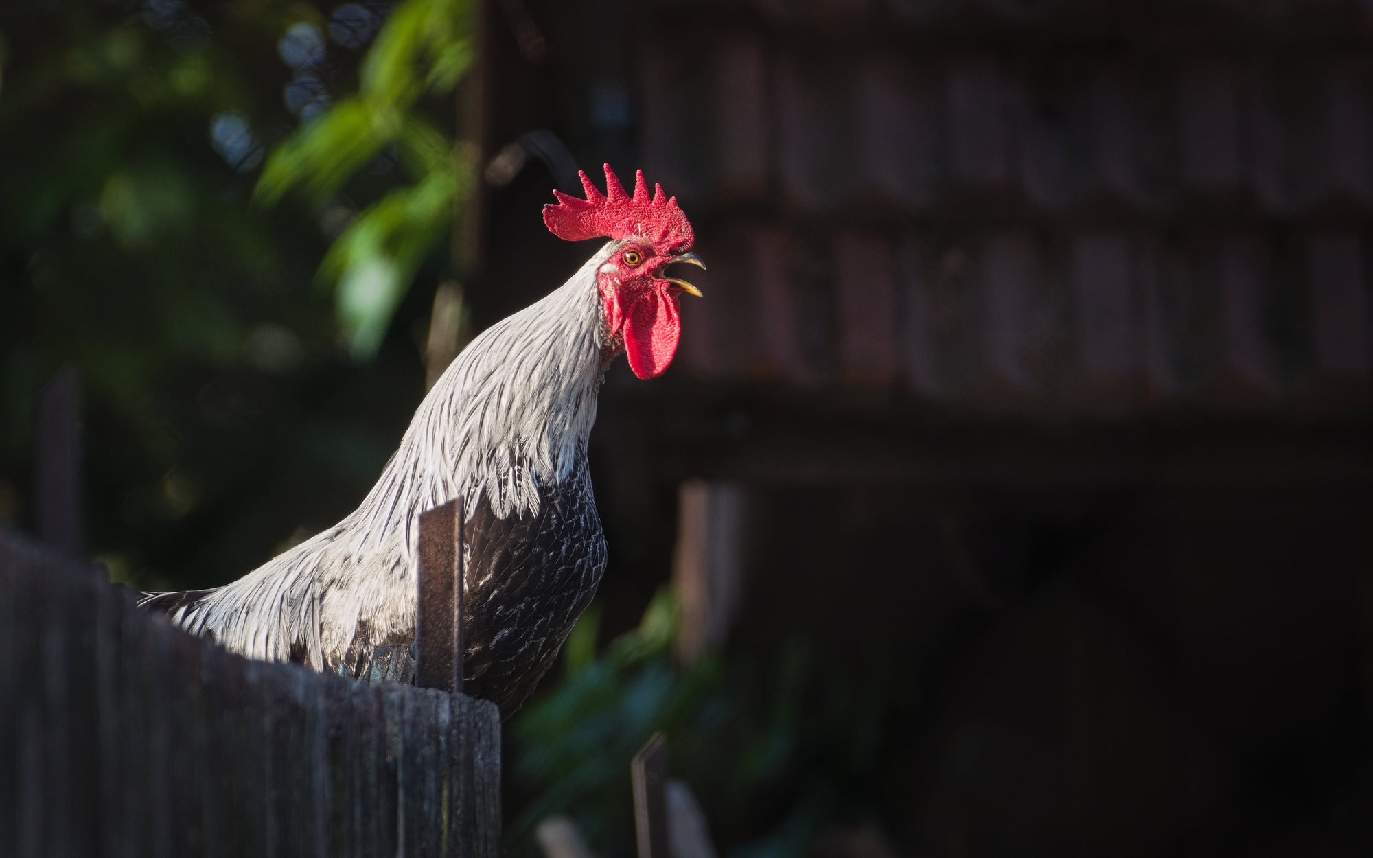 Top 10 nervigste Geräusche, die Sie davon abhalten, in Portugal gut zu schlafen