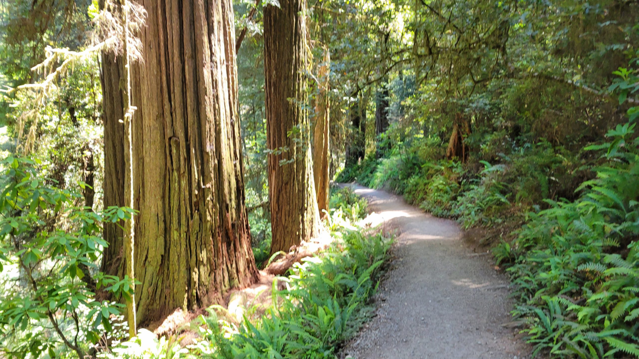 Skip Redwoods National Park: 7 unterschätzte Orte, um Redwoods in Kalifornien zu sehen