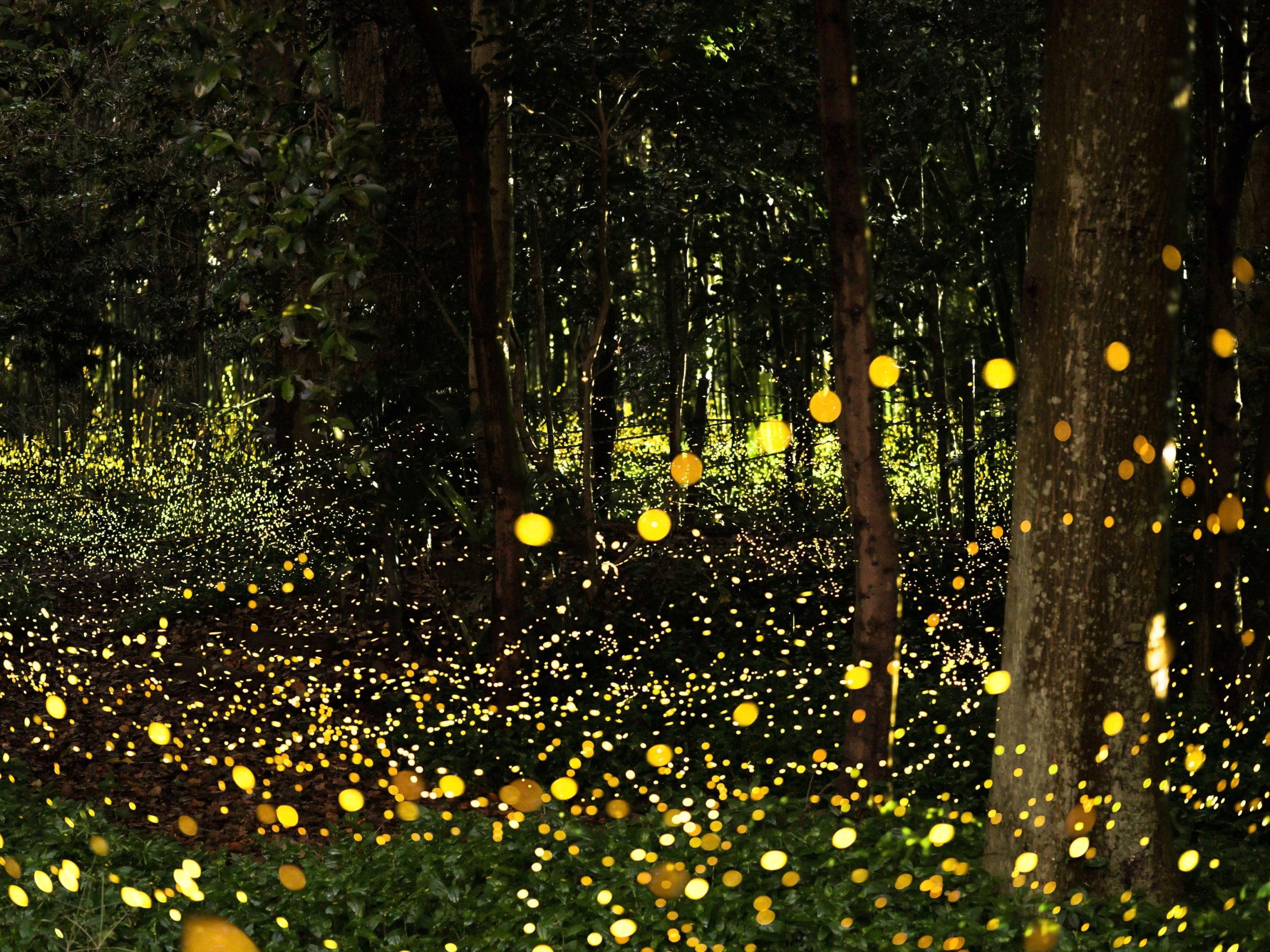 Top 4 Parks in Appalachia, um in diesem Sommer Glühwürmchen zu sehen