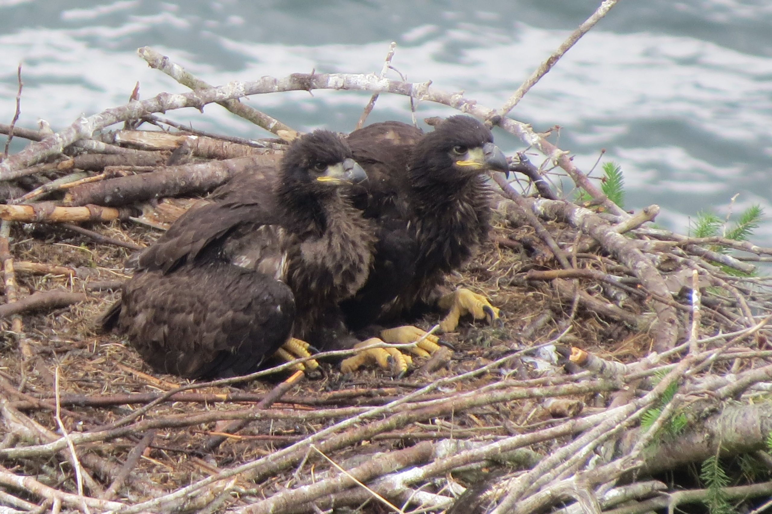 Weltberühmte, einmonatige, Florida Bald Eaglet Geschwister