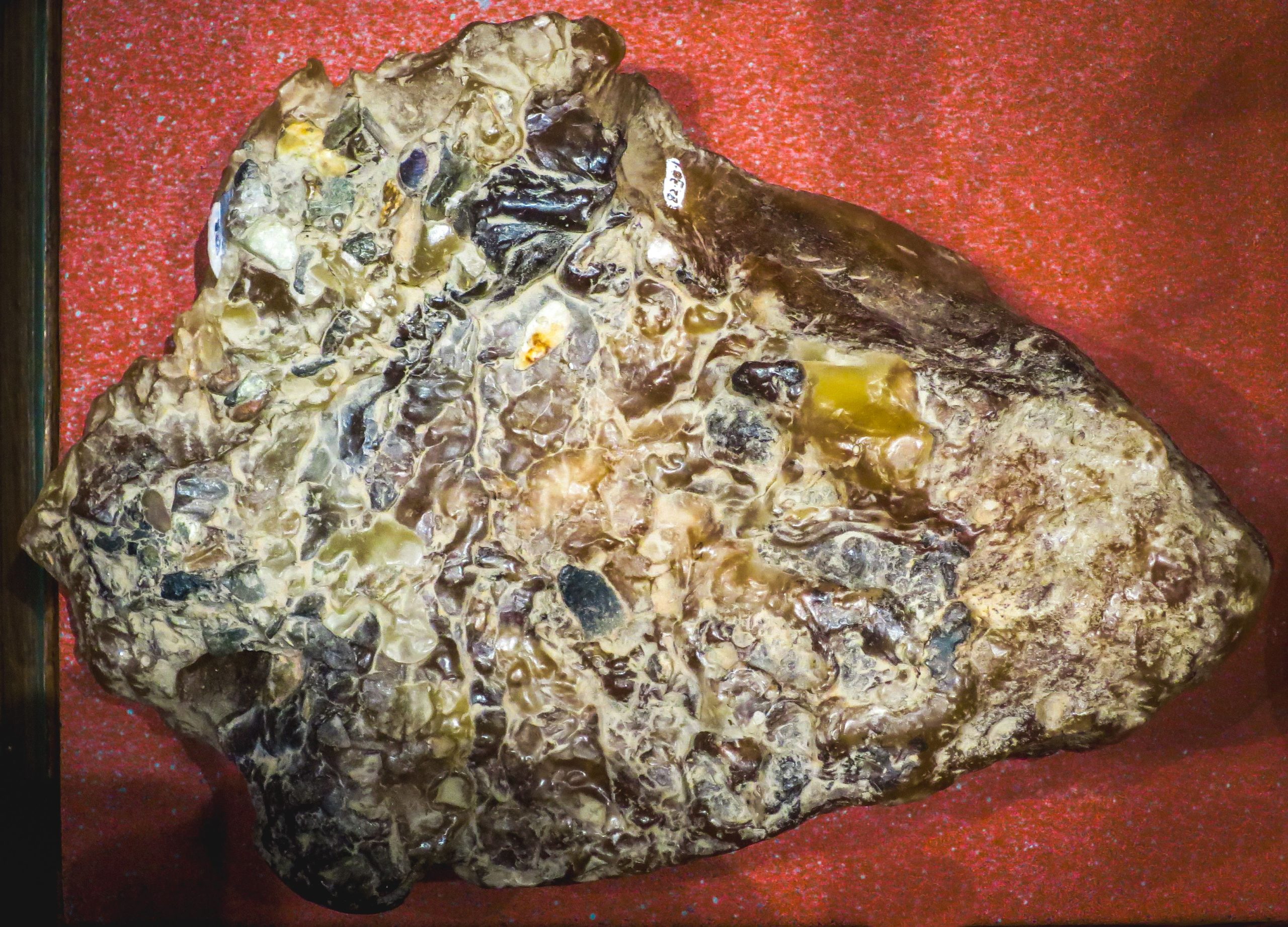 Der Hund eines Mannes fand einen Klumpen Wal 