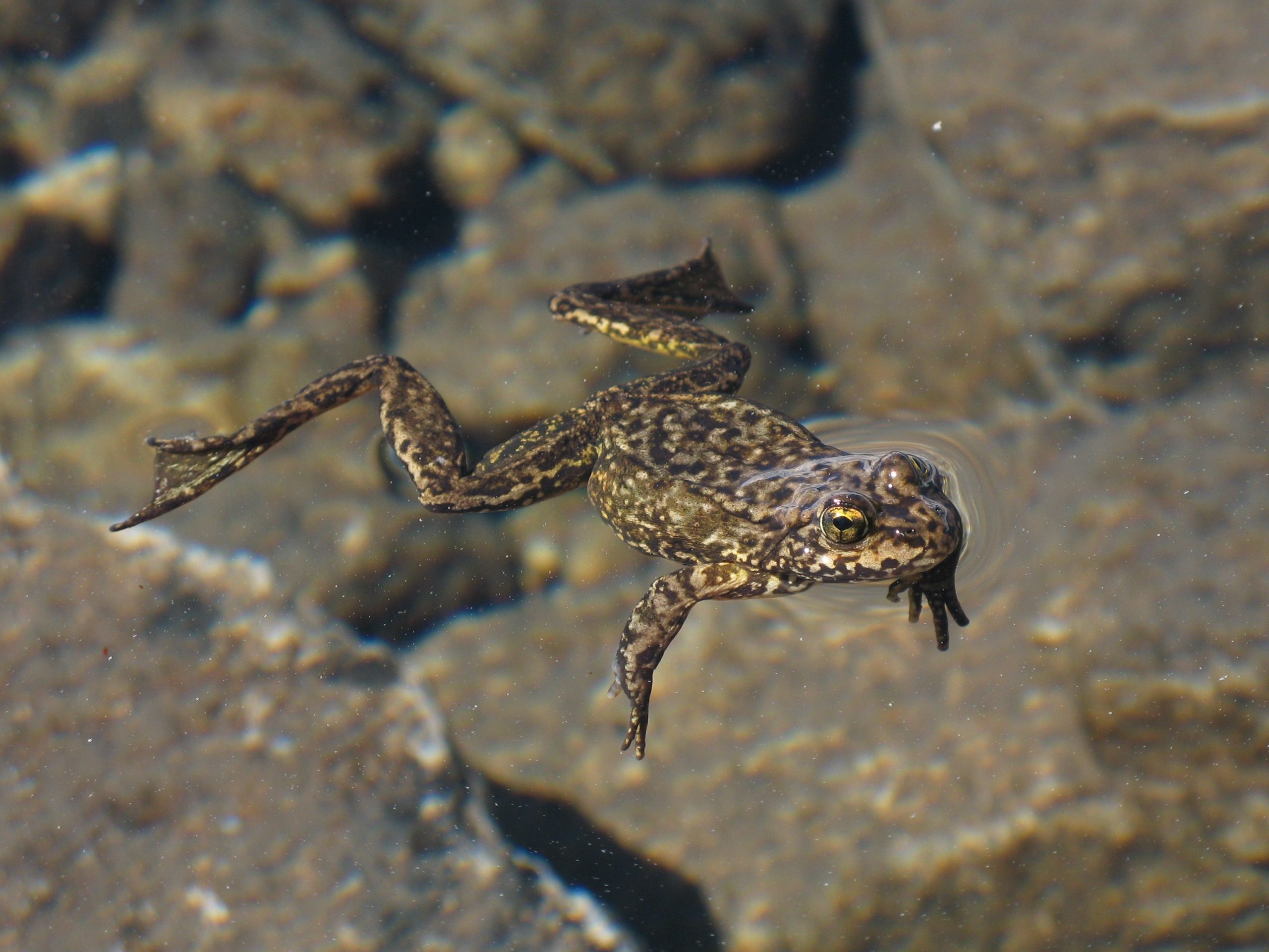 Der Sierra Nevada Yellow Bgegged Frog gibt sein Rückkehrdebüt in den Yosemite-Nationalpark