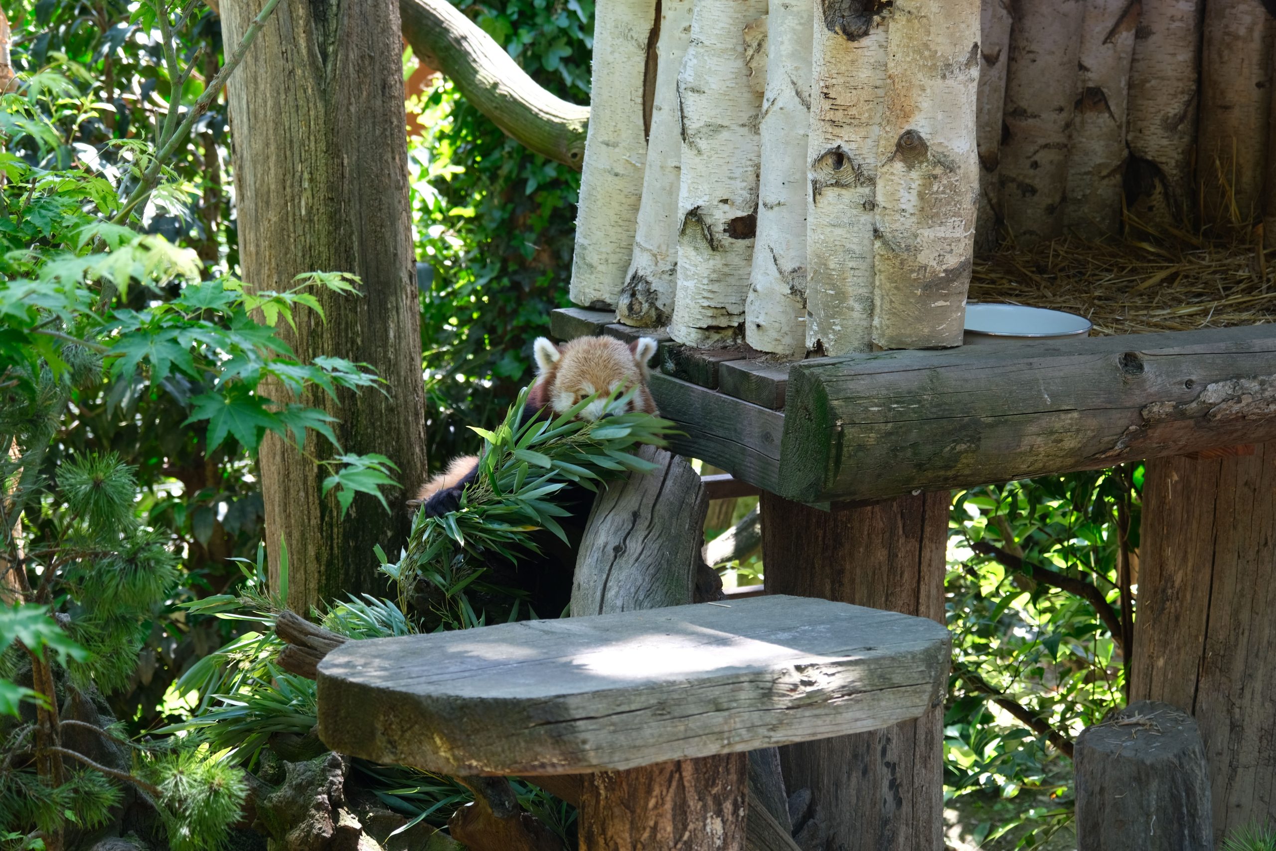 Gefährdeter Baby Red Panda stirbt im Edinburgh Zoo: Feuerwerk für ihren plötzlichen und sinnlosen Tod beschuldigt