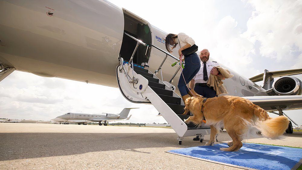 US Hundecharter Airline Bark Air sieht sich nach dem 1. Flug gegen Klagen aus