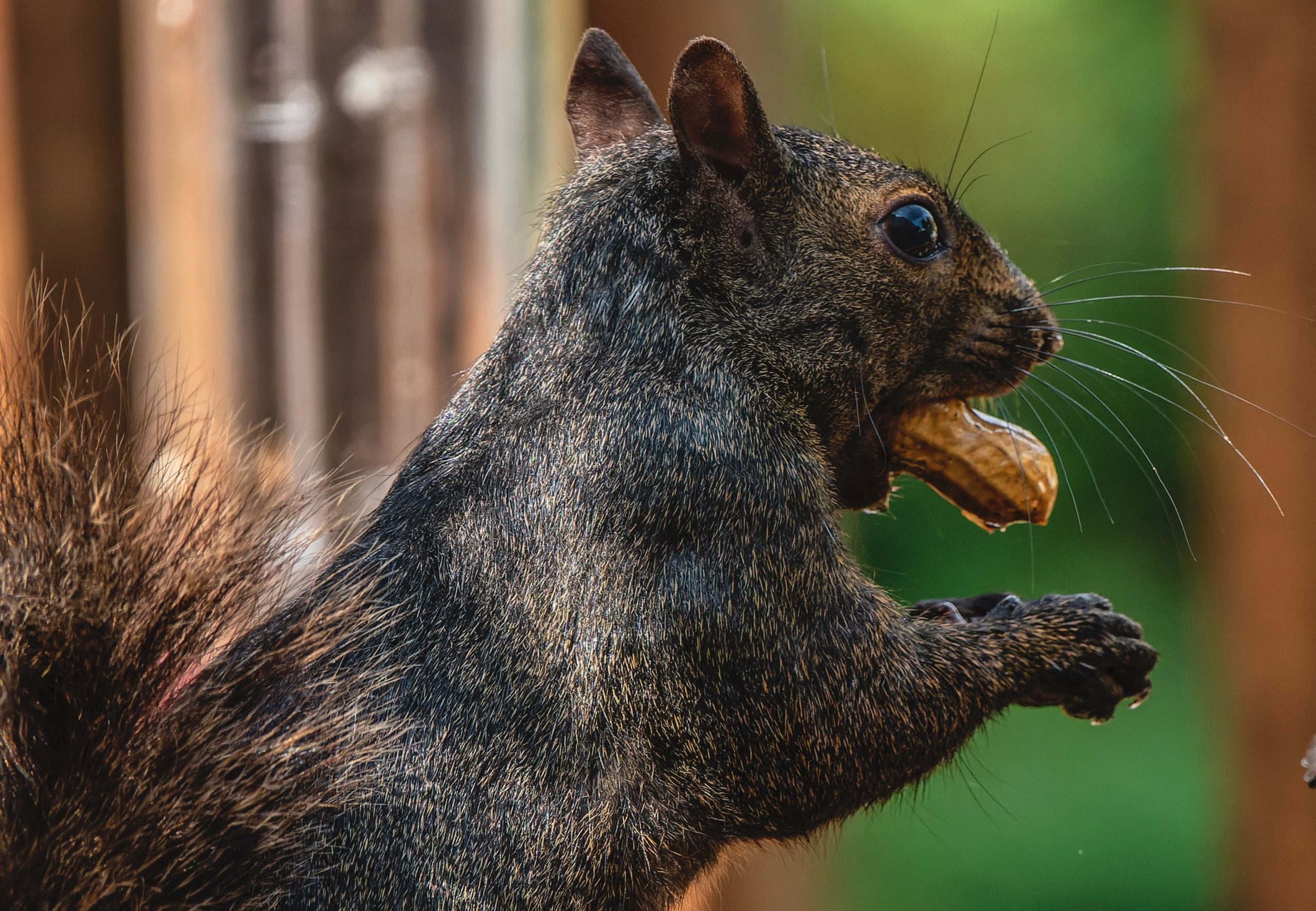 Erdnuss Der Tod des Eichhörnchens war umsonst: Tollwutentestergebnisse als negativ