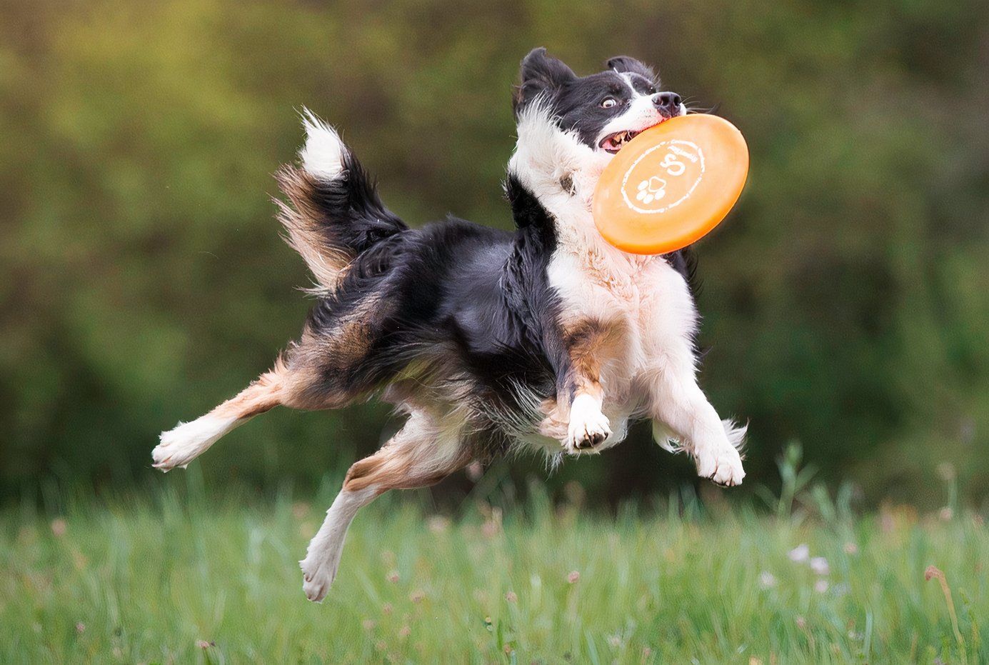 Die intelligenteste Hunderasse der Welt ist intelligenter als ein 4-jähriges Kind (und es ist nicht der typische K9-Polizeihund)