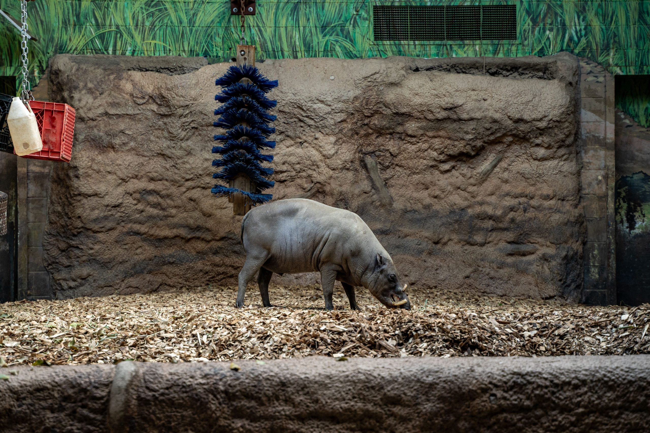 Toronto Zoo trauert den Tod des geliebten 17-jährigen Babirusa, „Bucky“: Menschlicher Fehler ist schuld