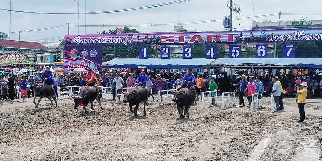 Thailand Water Buffalo Racing in Chonburi, Thailand John McMahon, besucht ein einzigartiges Festival, das die Schlüsselrolle feiert, die Buffalo einst im täglichen thailändischen Live gespielt hat.