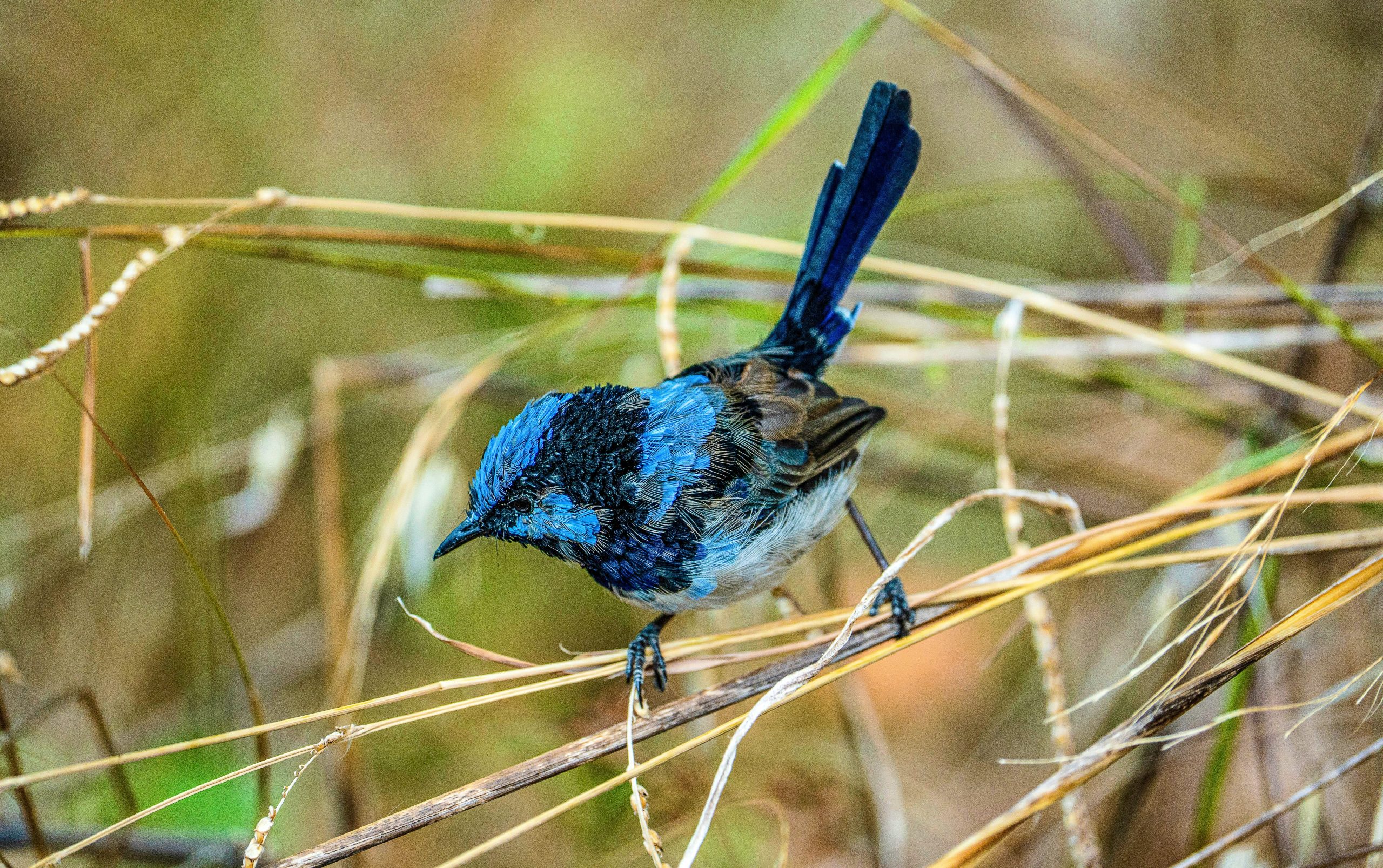 Neue Studie zeigt, dass Vögel ihre Persönlichkeit durch die Lieder ausdrücken, die sie singen