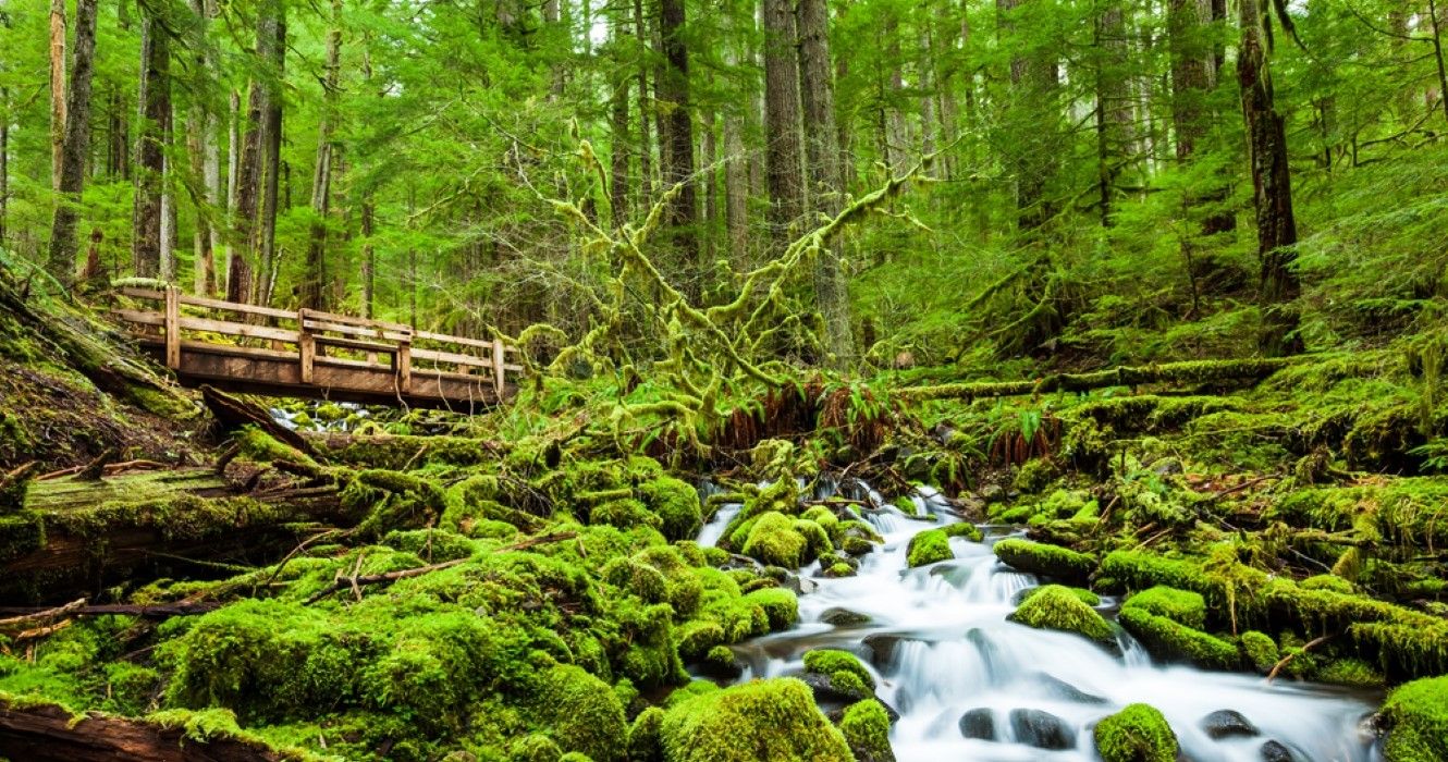 7 einfachste Wanderungen in Washington National Parks