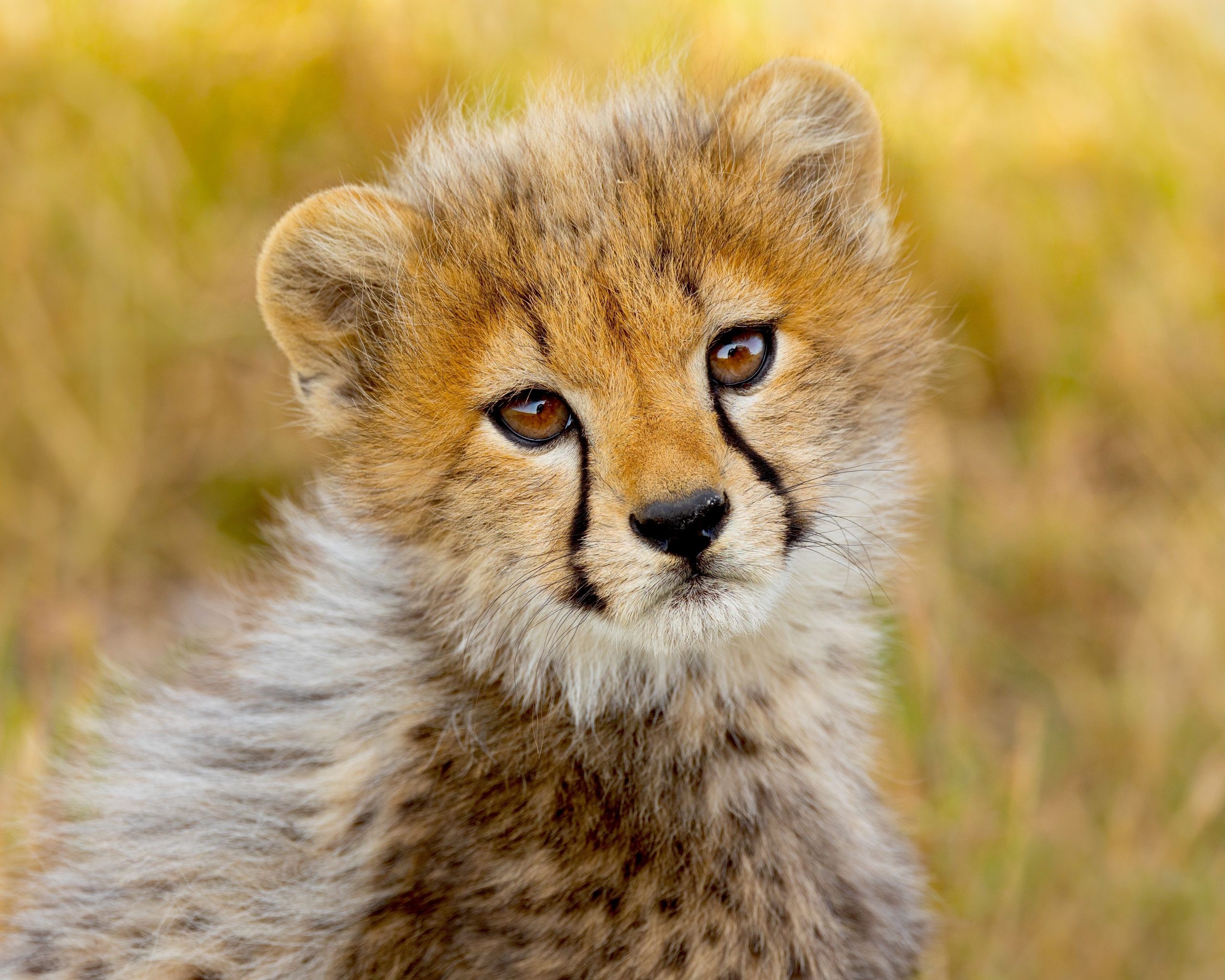 Cheetah Cub rettete gerade rechtzeitig, bevor er in den illegalen Wildtierhandel verkauft wurde