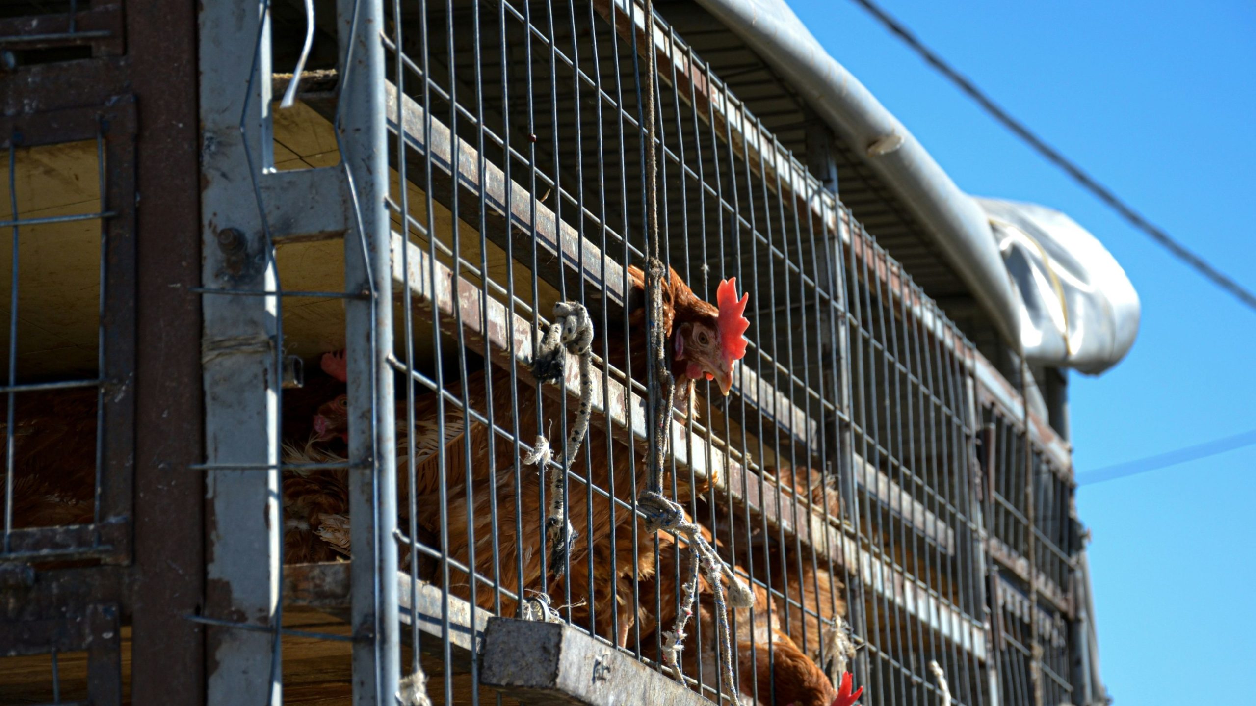 Vogelgrippe, die sich über mehrere Zustände ausbreiten, bedroht Geflügel, Kühe und Arbeiter