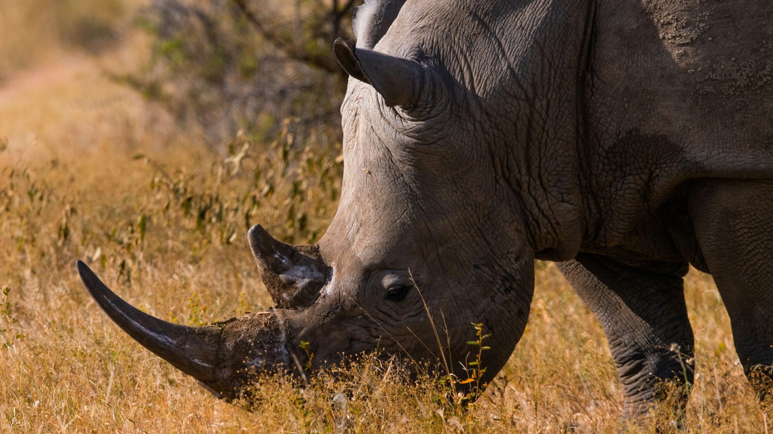 Zoo abrupt geschlossen, als die Konfrontation zwischen zwei bedrohten Arten im tierischen Tod endet