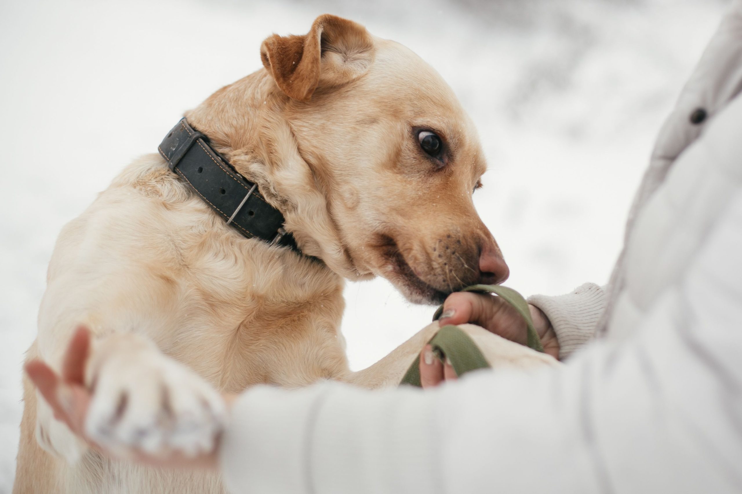 Animal-Rescue-Pilot und Hund bei kleinem Flugzeugabsturz in Catskill Mountains of NY getötet: Zwei Hunde haben überlebt