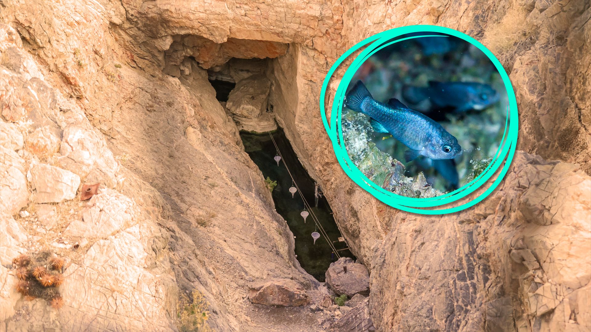 Der Death Valley National Park isoliert weiterhin die seltensten Fische der Welt von anderen