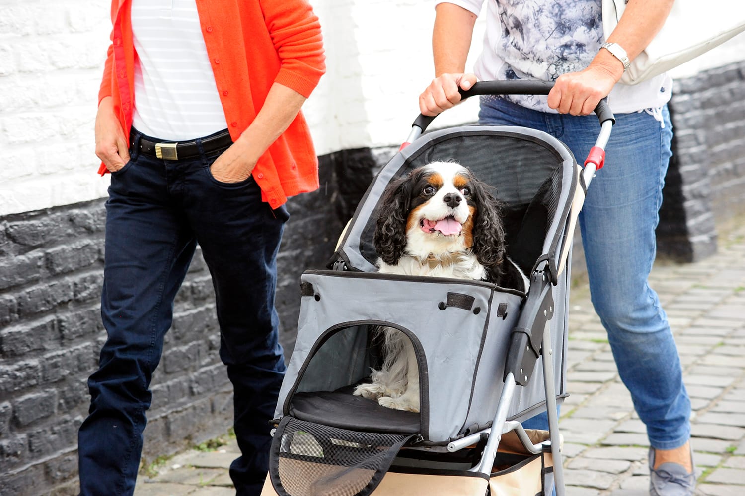 10 beste Kinderwagen für Hunde und Katzen