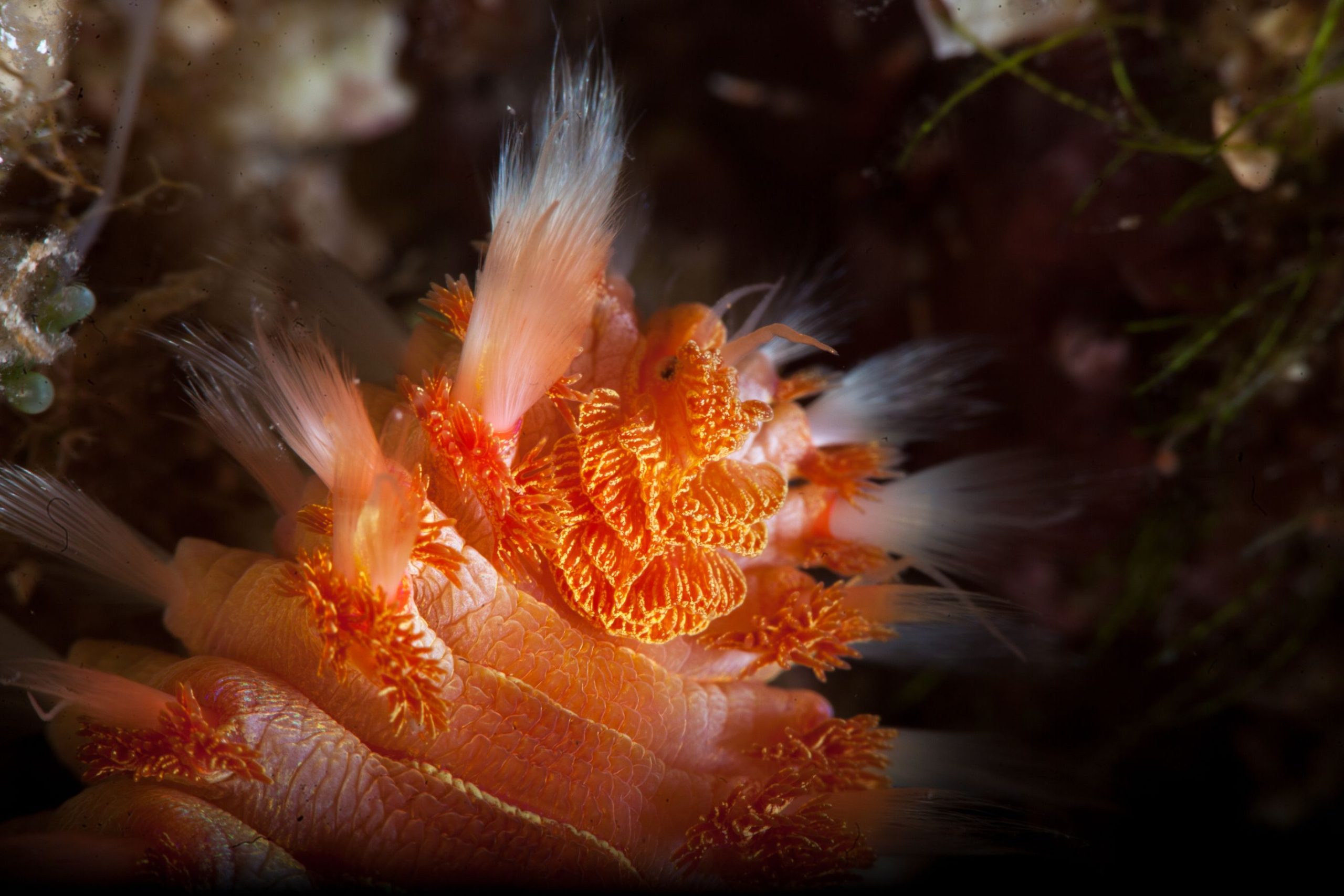 Der seltsamste Wurm der Welt mit einer verrückten Frisur ist reiner Albtraum 