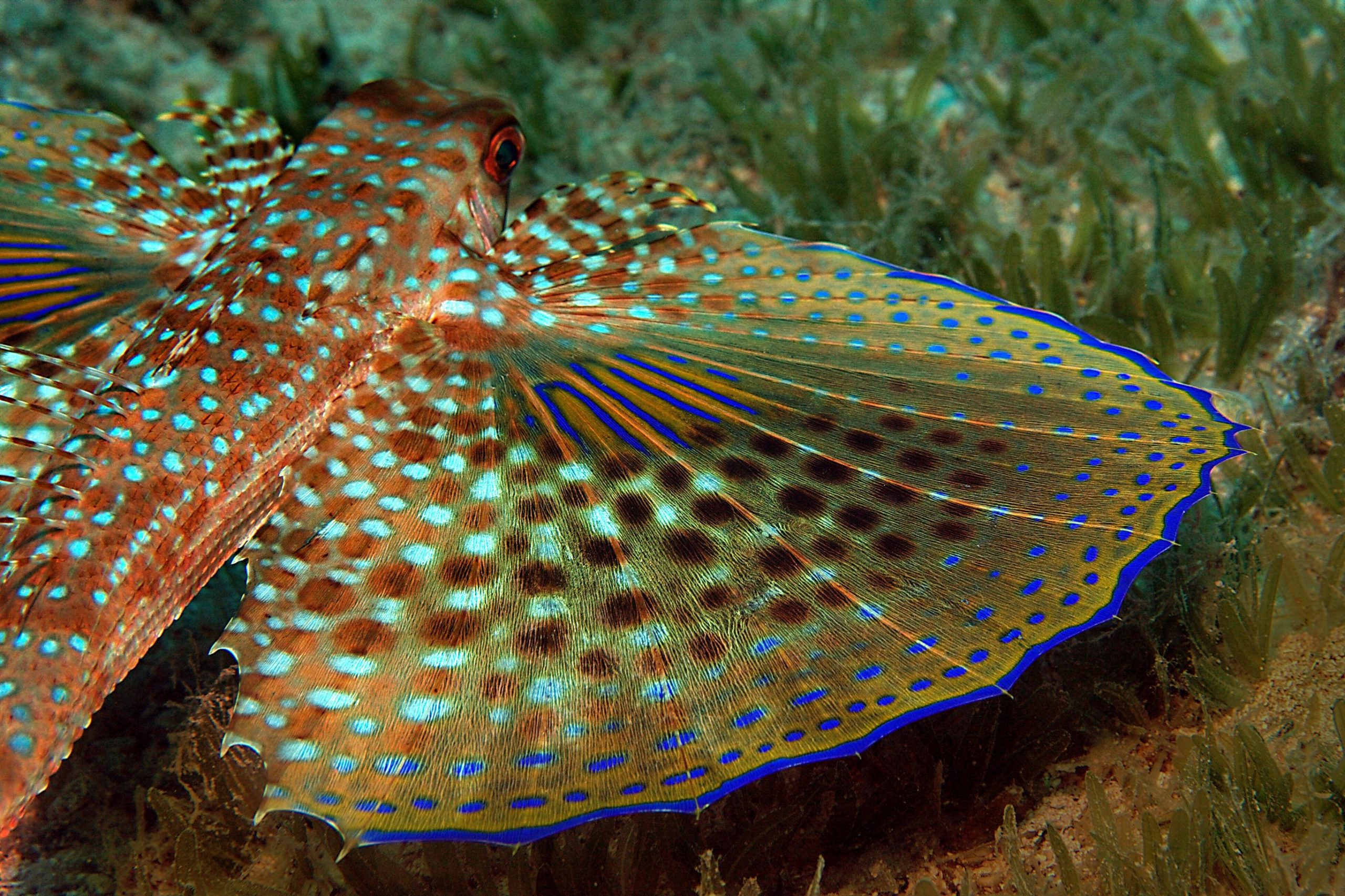 Dieser Fisch kann mit 35 Meilen pro Stunde „fliegen“