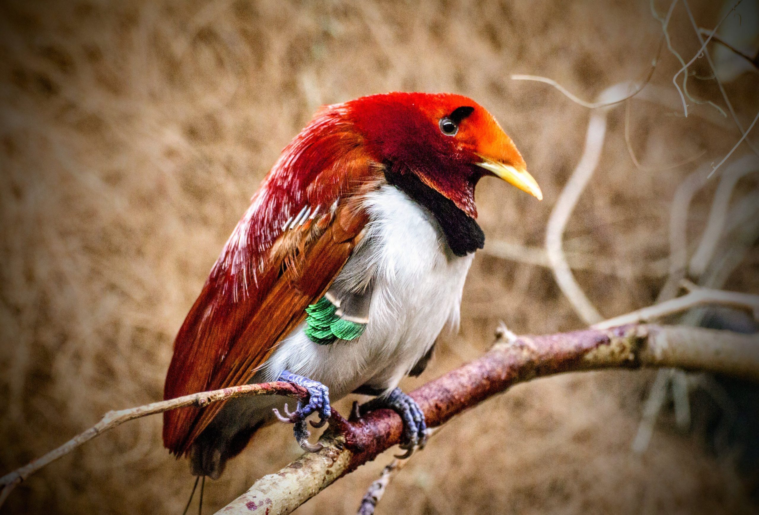 Wissenschaftler erkennen, dass diese einzigartigen Vögel Licht abgeben