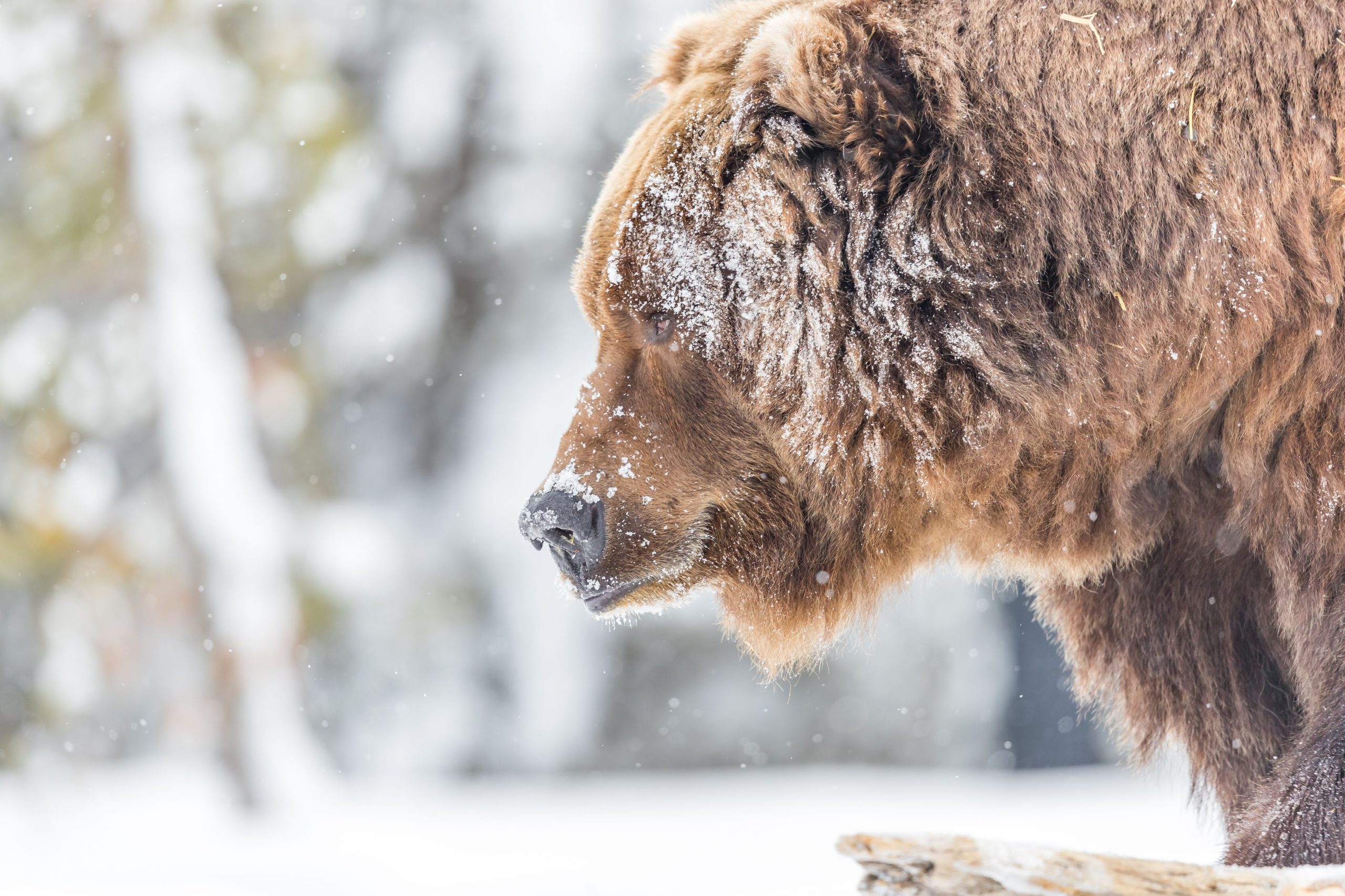 10 unglaublichste Tiere im Yellowstone National Park