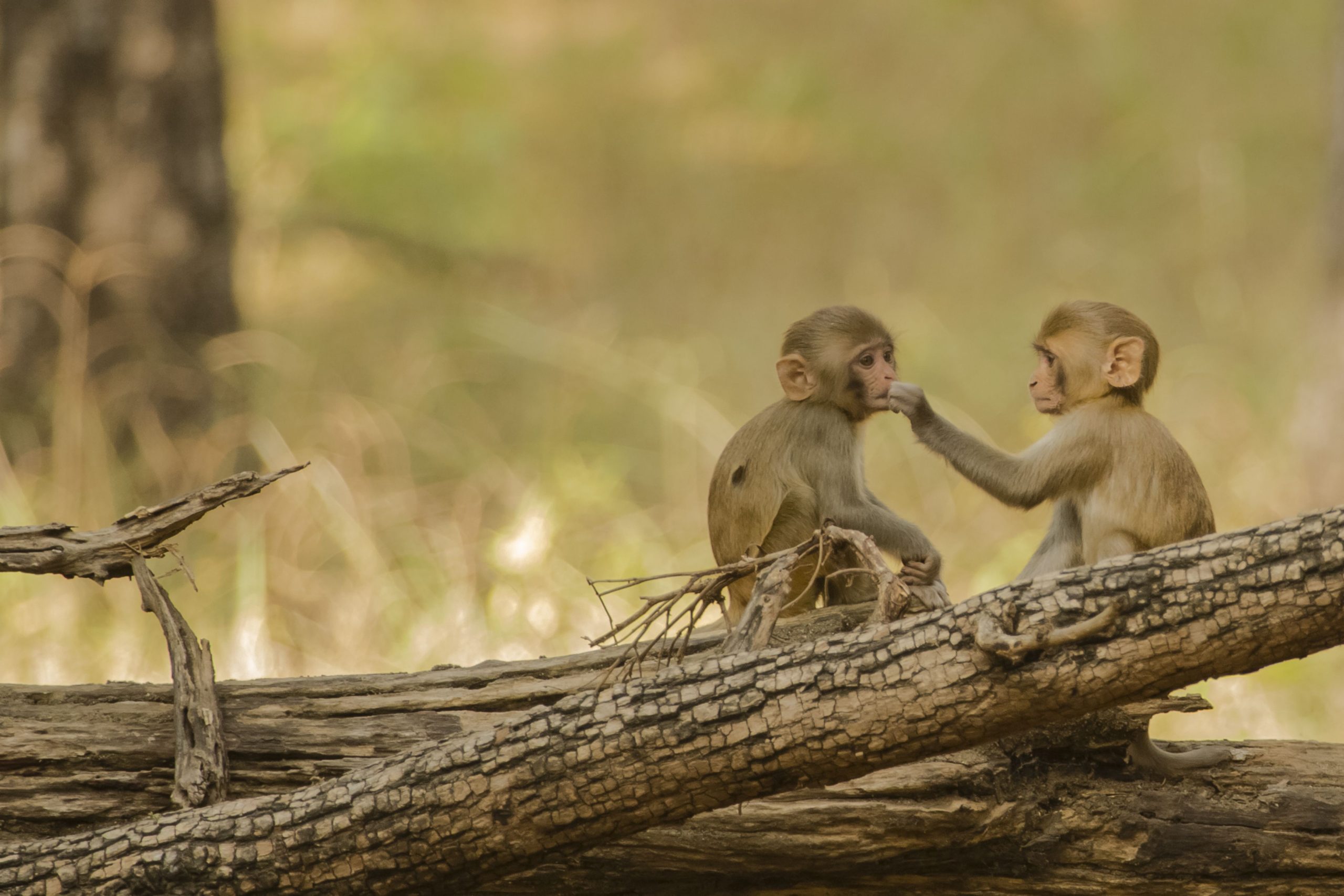 Gefrorene Bundesmittel könnten ein Todesurteil für 1.500 Rhesus 