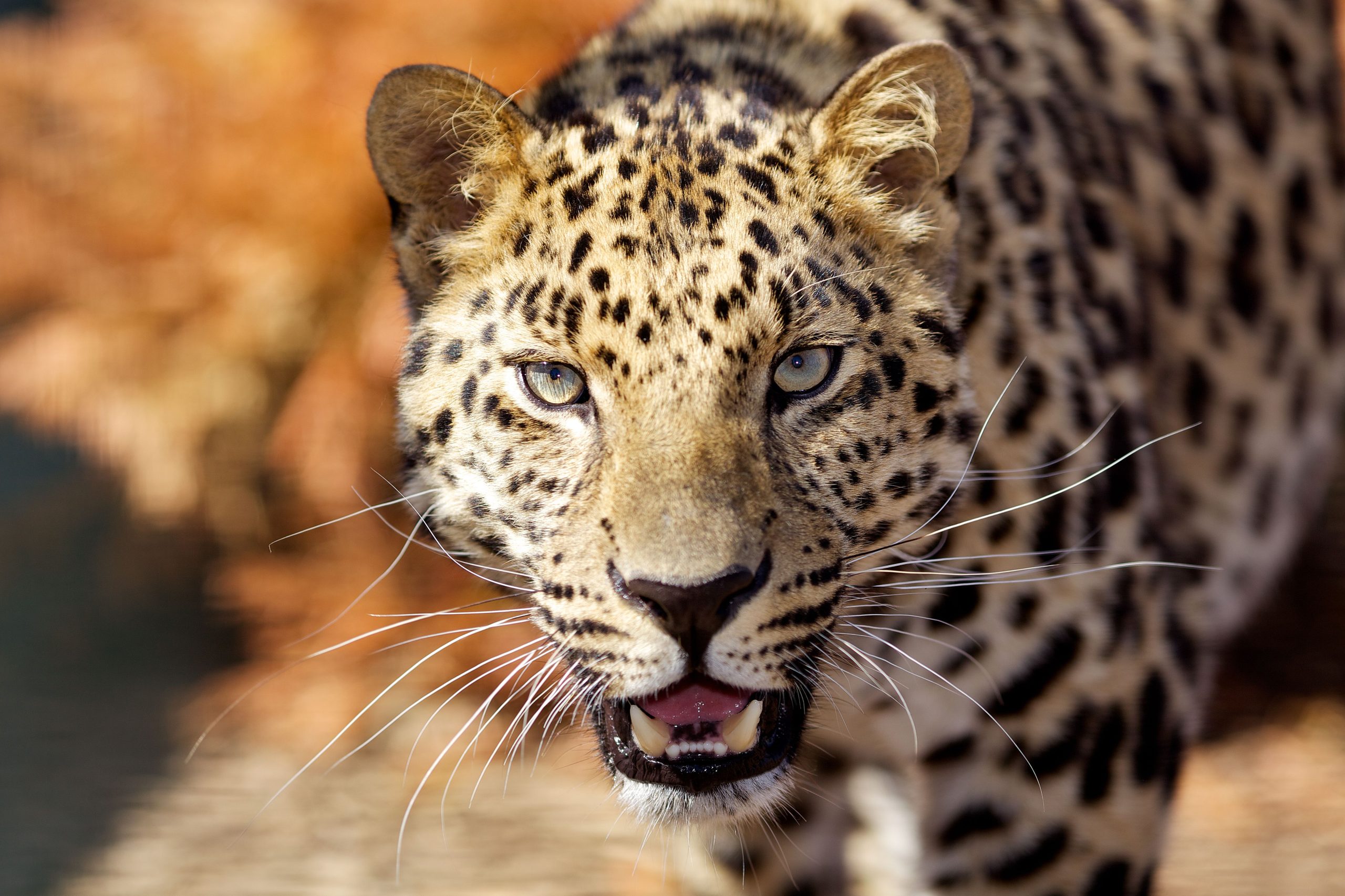 10 Tiere, die 2025 ausgestorben werden könnten