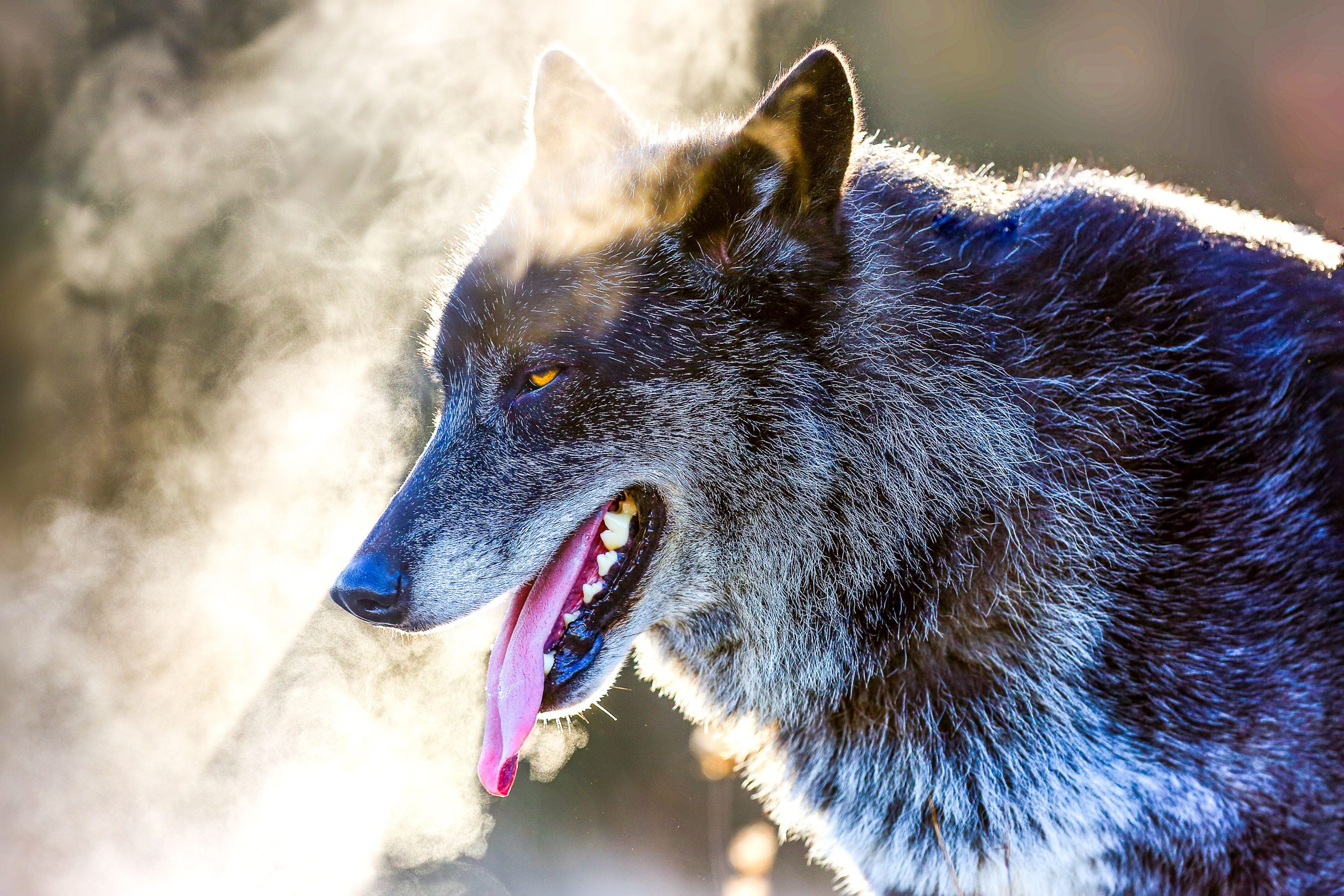 Der größte Wolf der Welt ist nur in den USA und Kanada zu finden