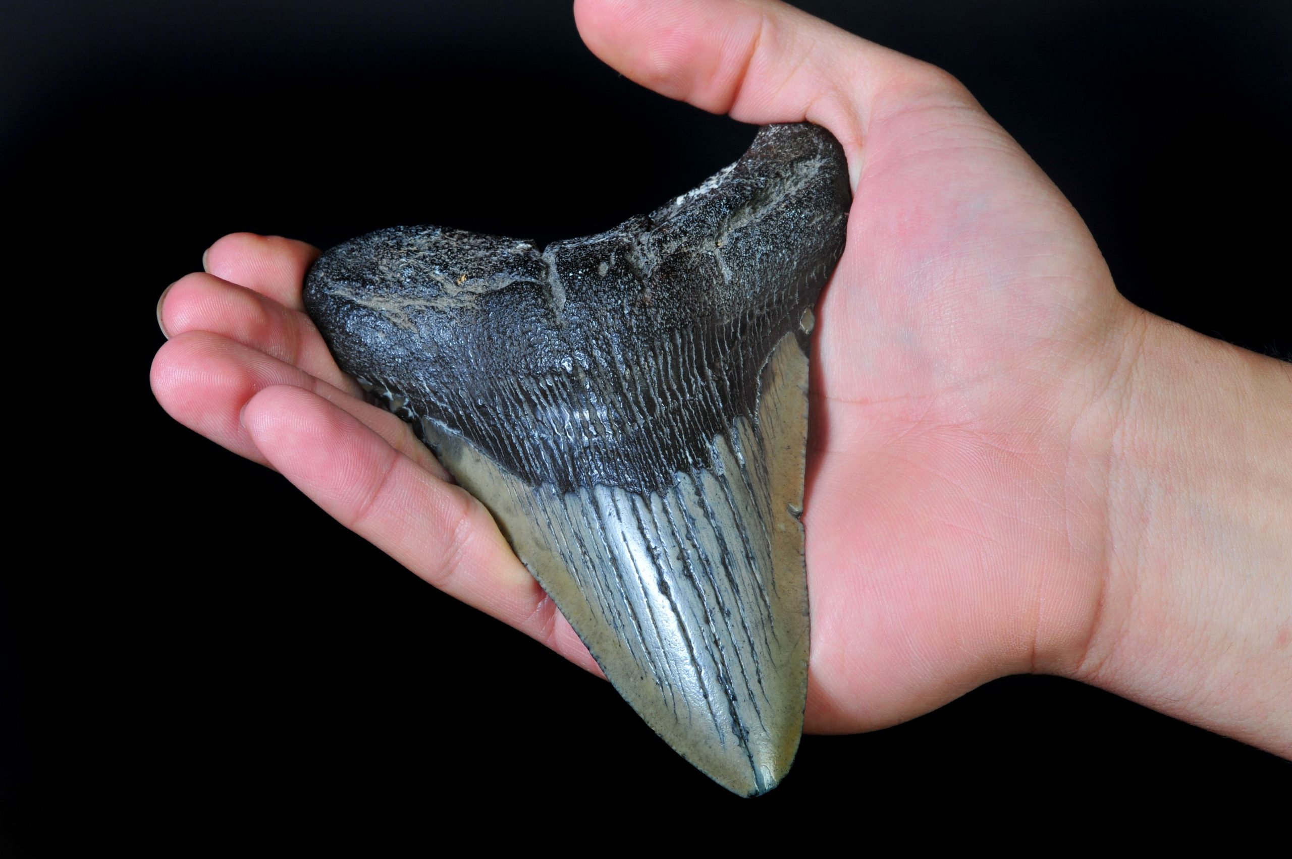 Wissenschaftler zeigen ein überraschendes neues Geheimnis über den Megalodon 