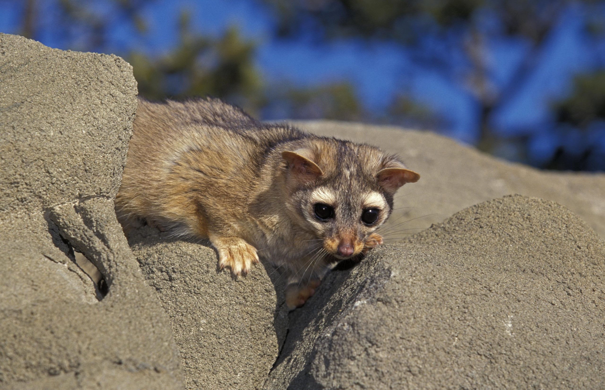 10 unglaublichste Tiere im Zion 