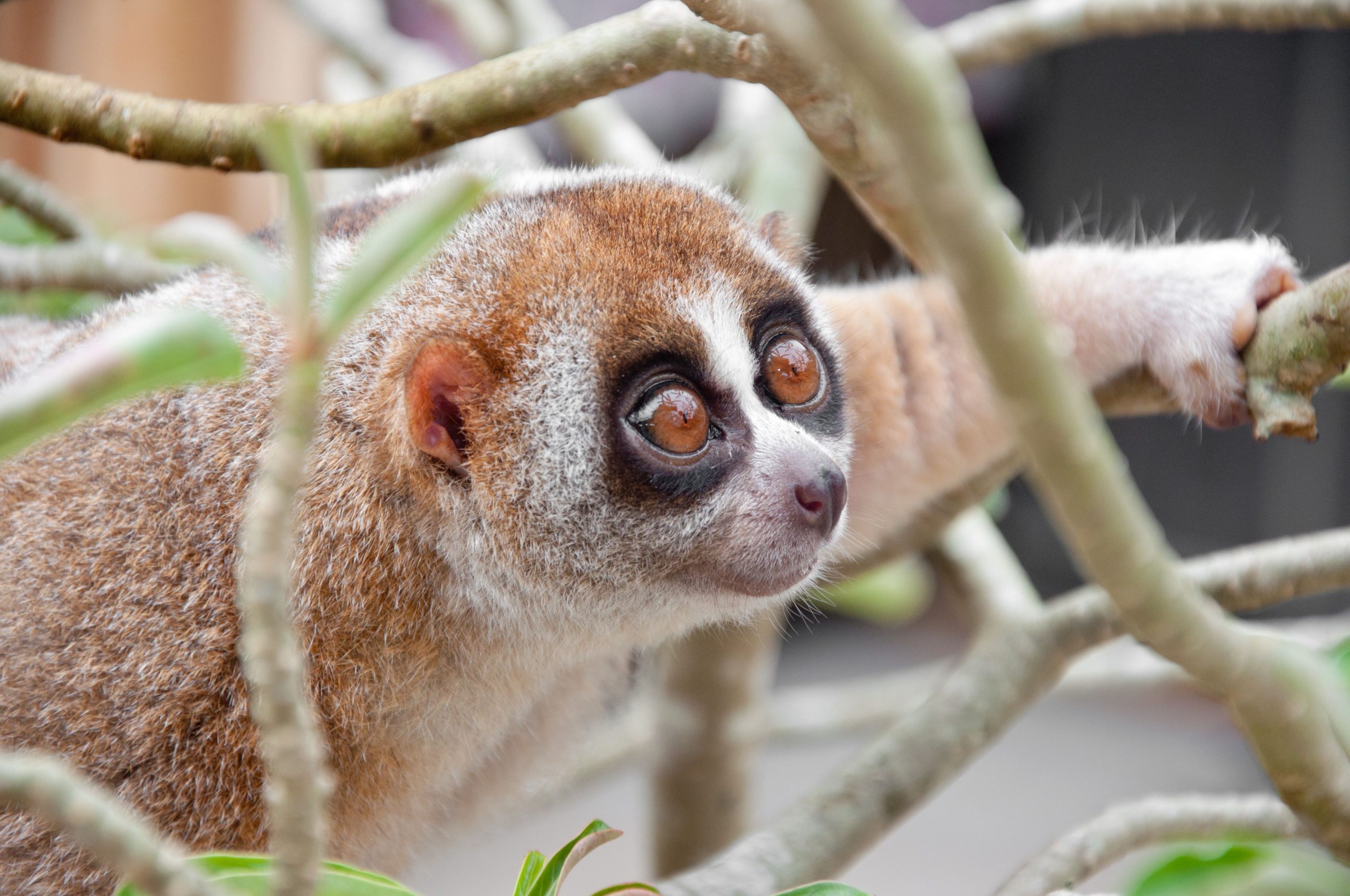 10 Tiere, die Sie nicht für giftig halten würden (aber sind)