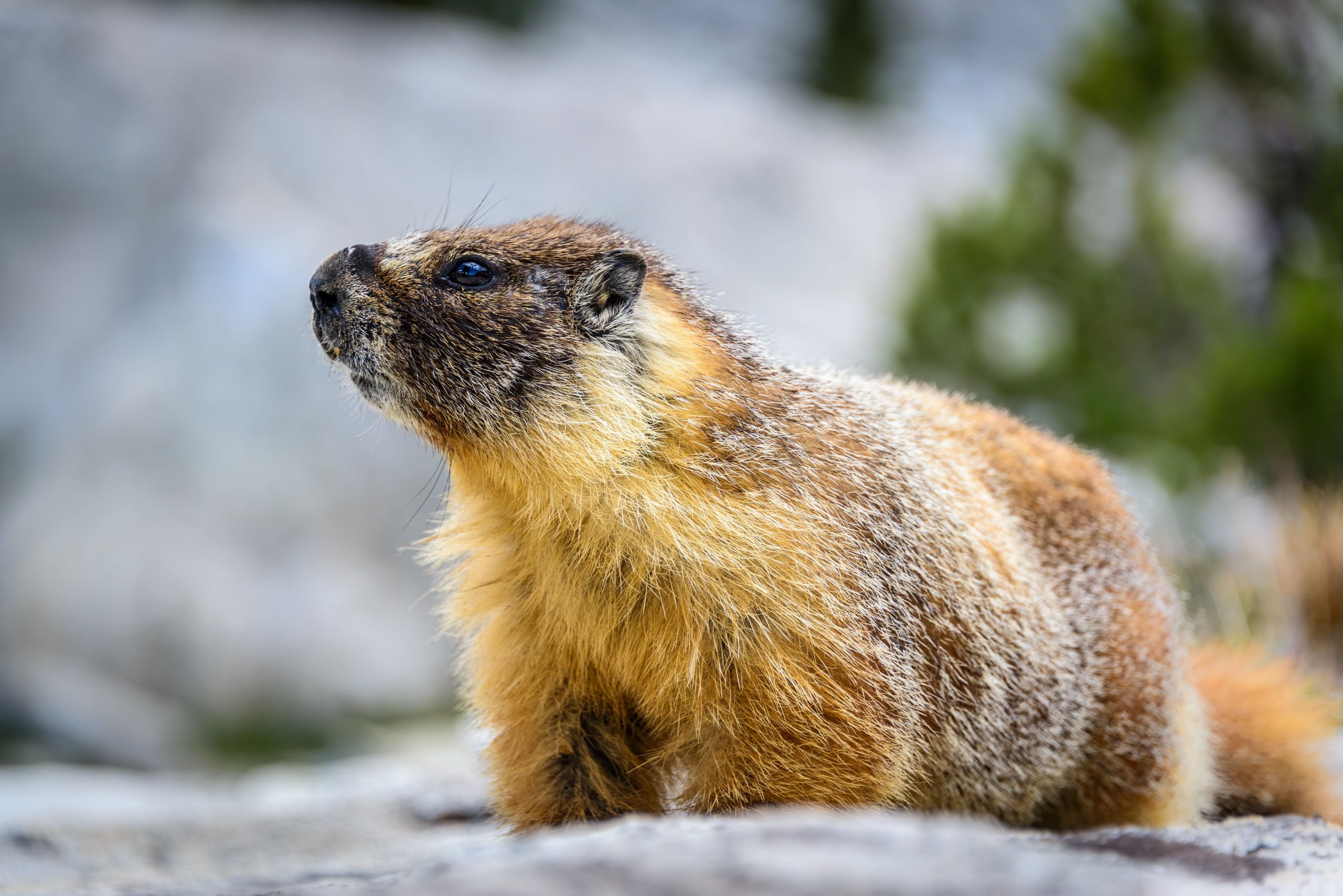 10 unglaublichste Tiere im Yosemite 