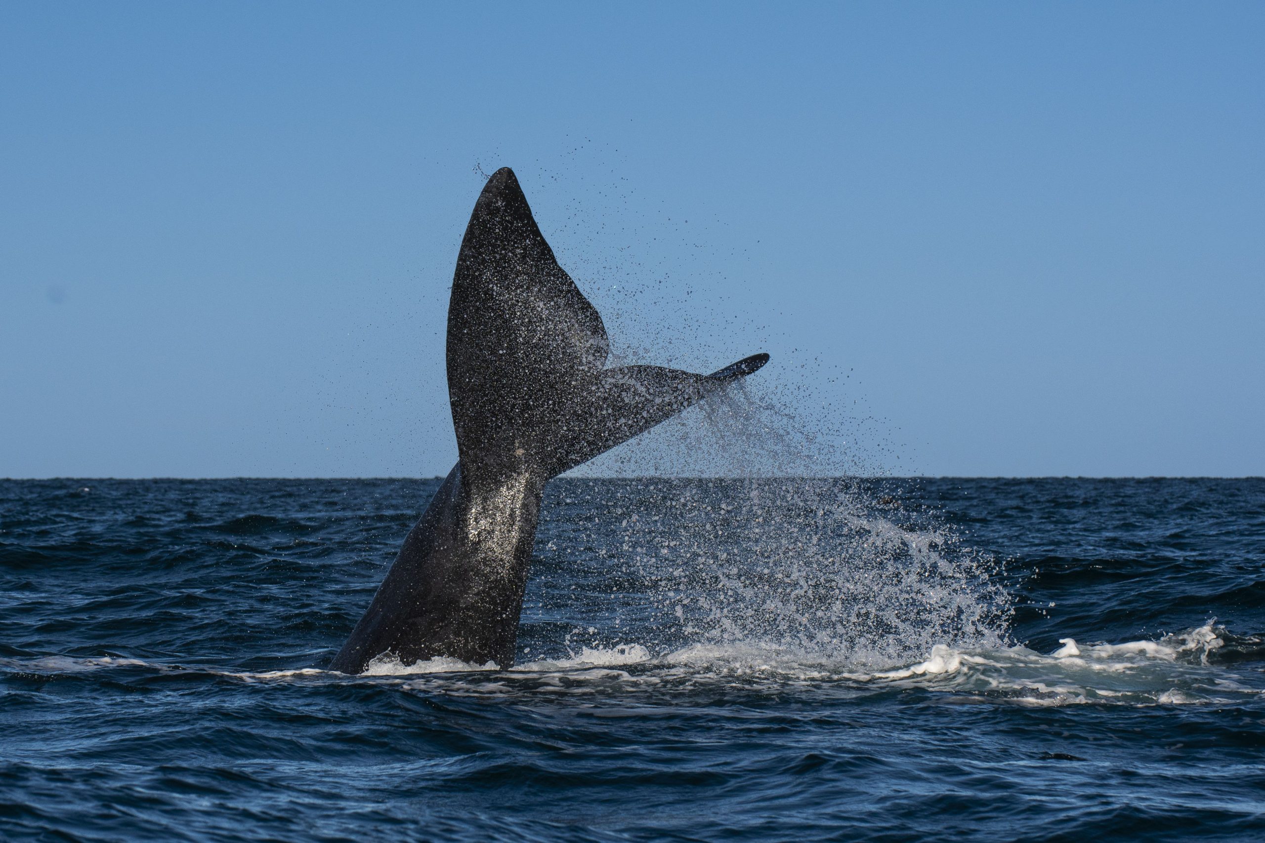 Der dritte verwickelte aus vom Aussterben bedrohte Wal vor der Ostküste in weniger als einer Woche Sparks Besorgnis entdeckt