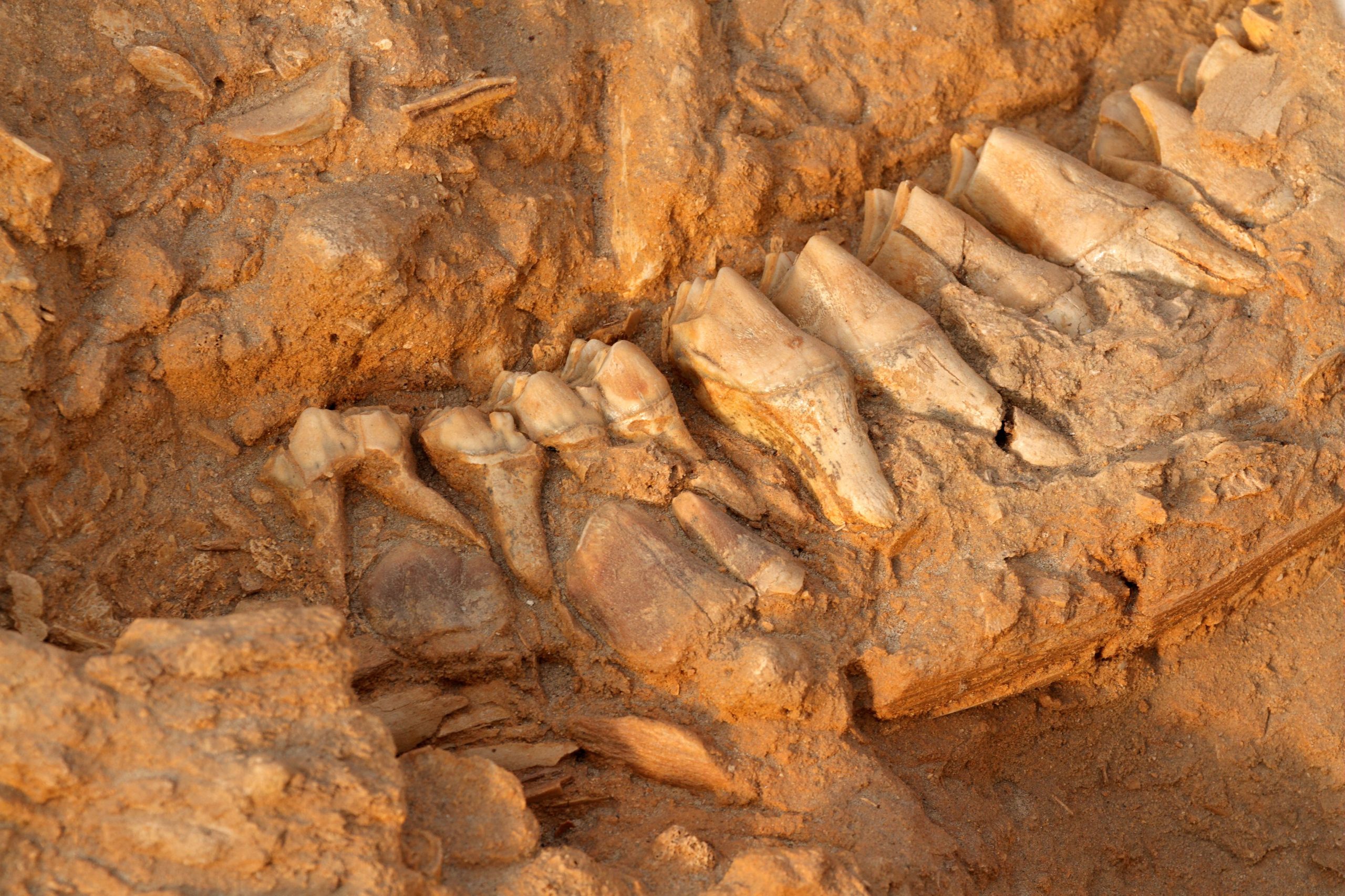 Neue Fossilienstudien verändern die Evolution Timeline vollständig