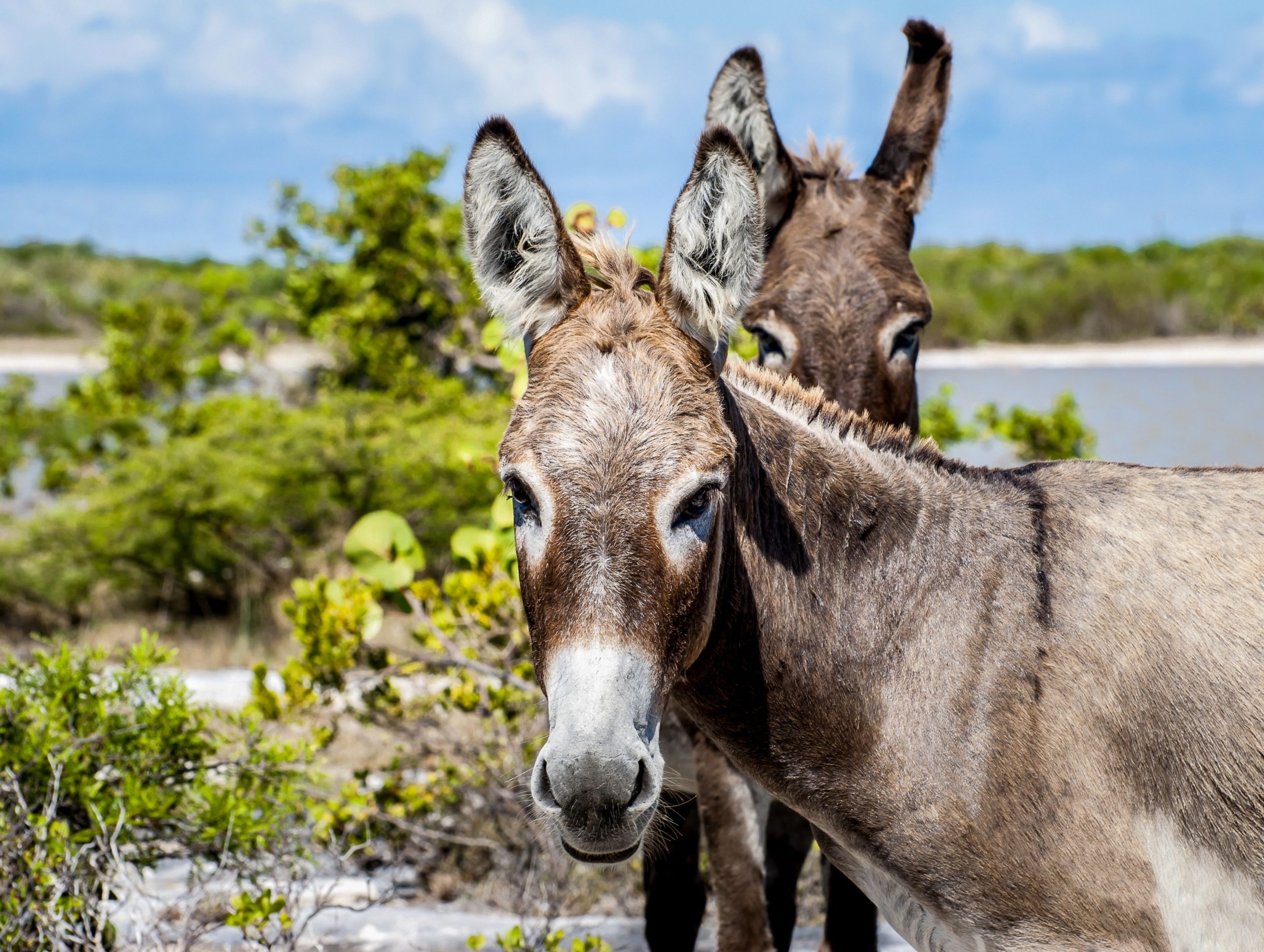Die meisten wissen nicht einmal, dass wilde Esel dieses karibische Ziel durchstreifen
