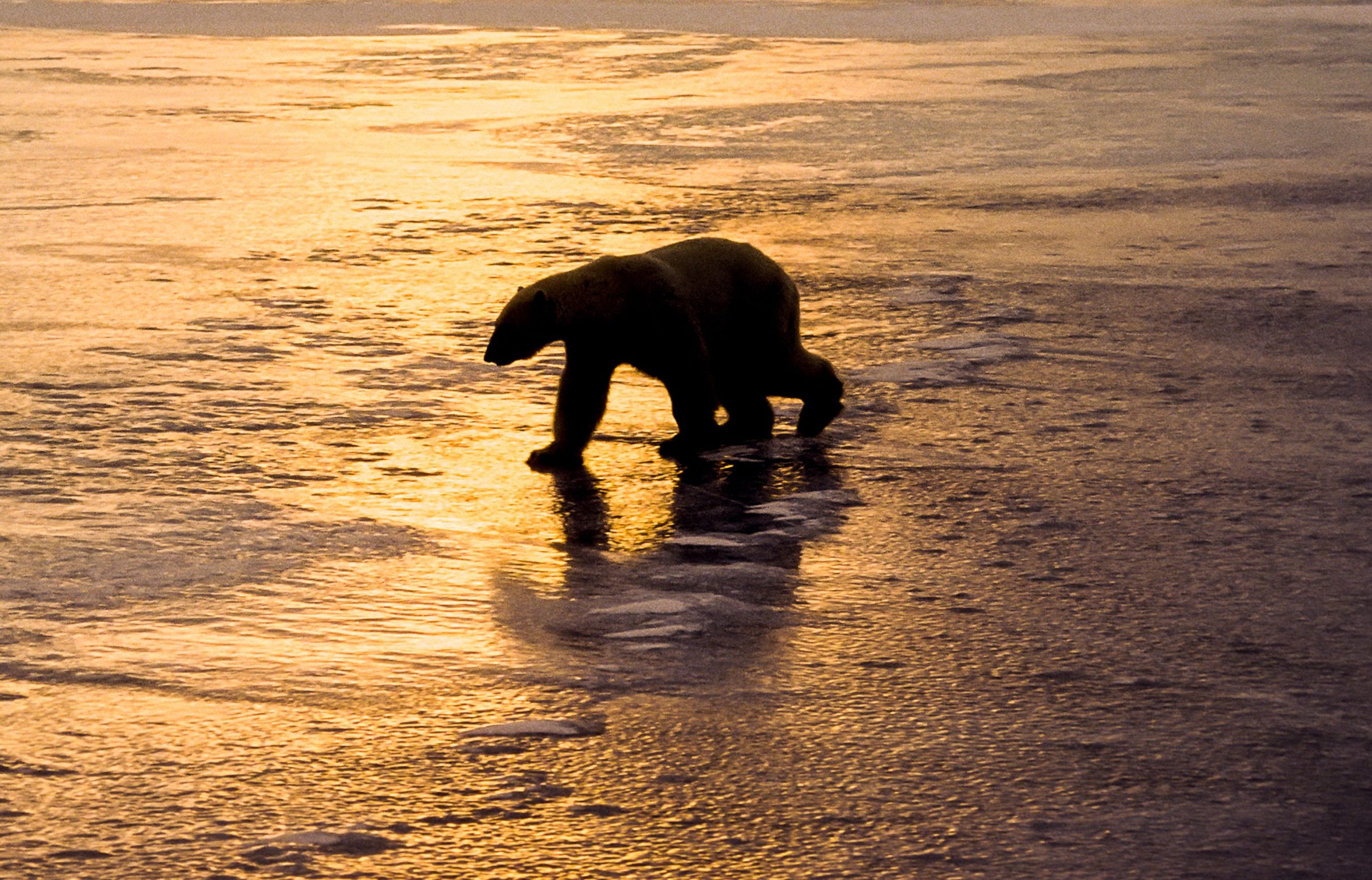 Der größte Bär, der jemals in den USA gefangen wurde
