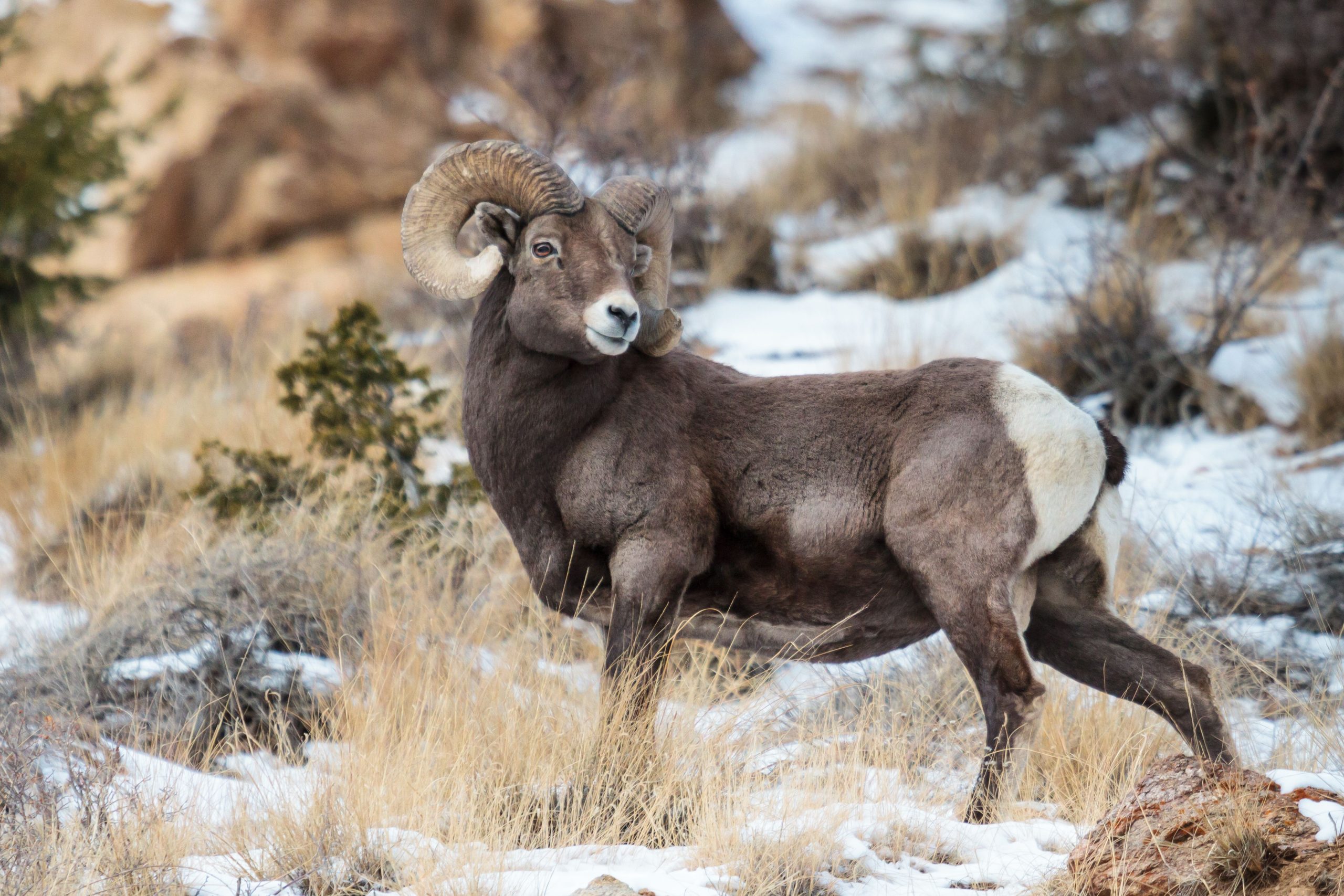 8 gefährlichste wilde Tiere in Colorado