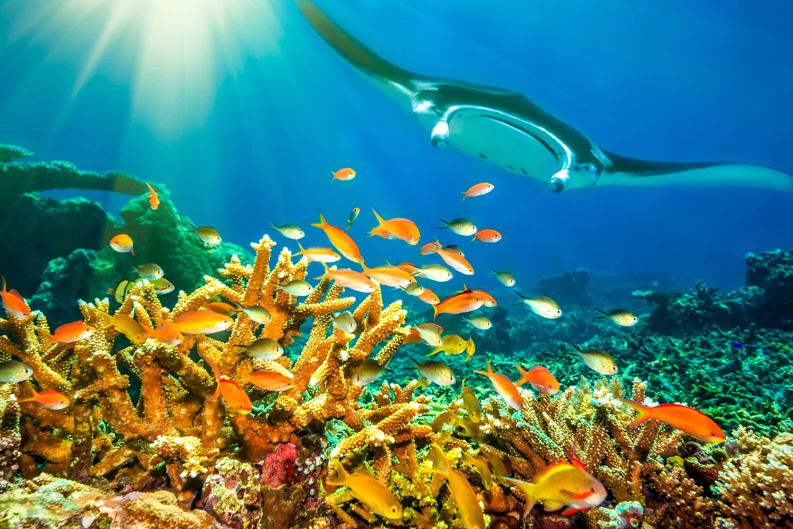 Der intelligenteste Fisch wird gezeigt, wie Studien zeigen, dass sein Gehirn massiv ist