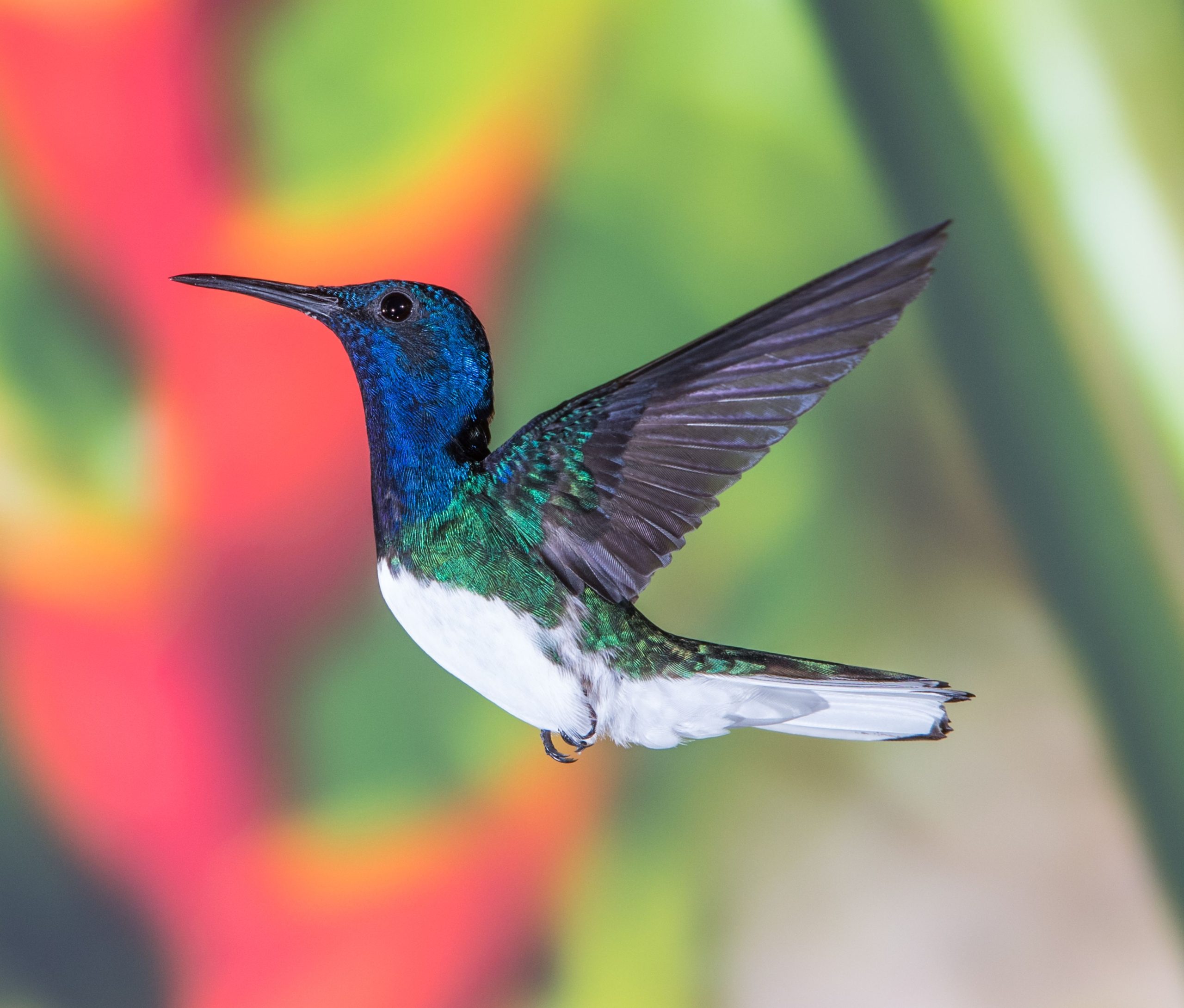 Es mag wie eine gefährliche Raupe aussehen, aber dieses panamaische Tier hat eine geheime Identität