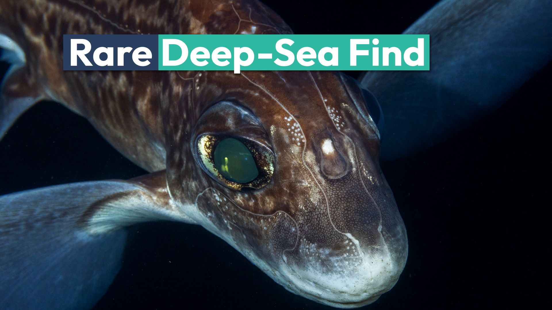 Extrem seltener Geisterhai wurde vor der kalifornischen Küste gesehen