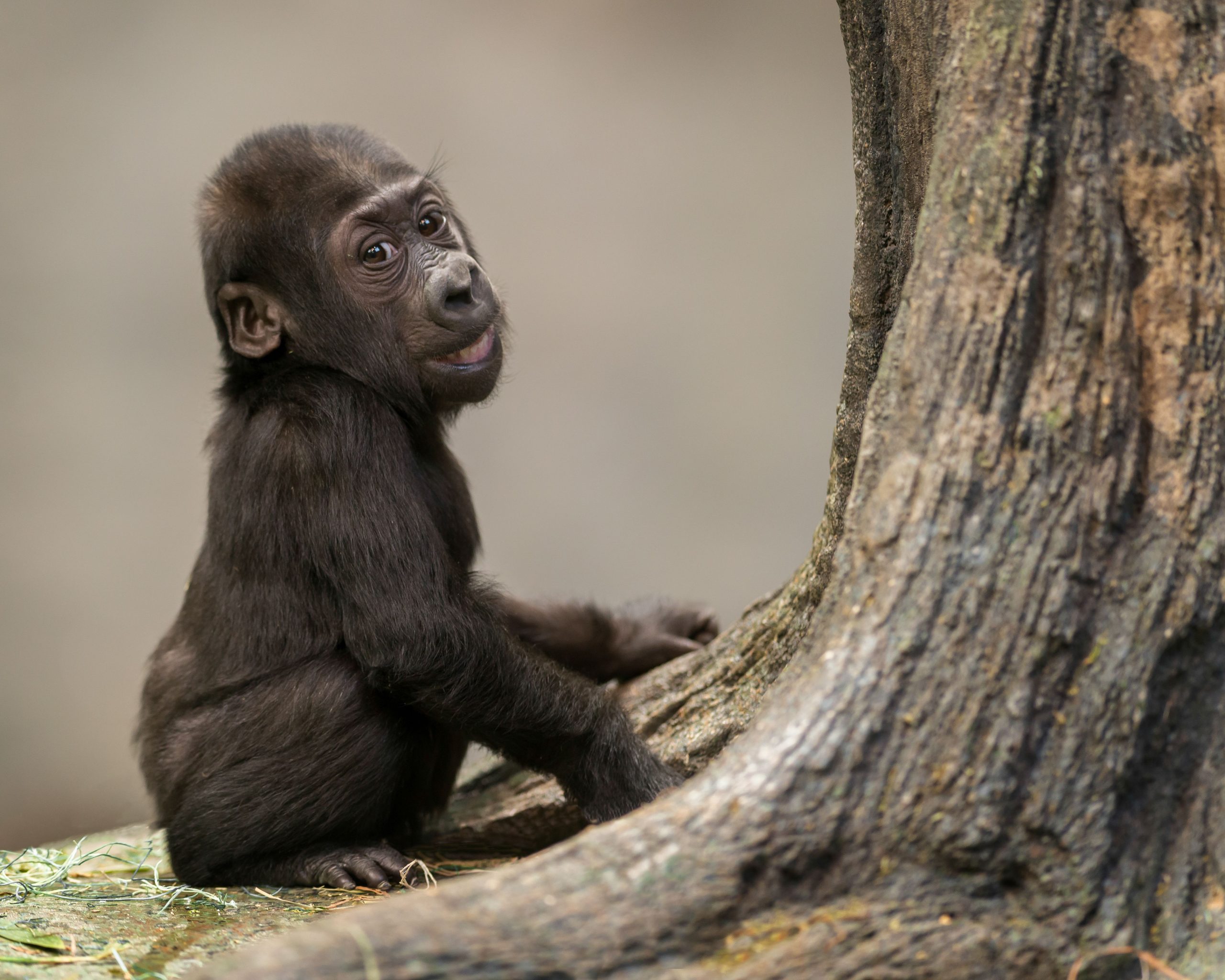 Kritisch gefährdetes Baby Gorilla schmuggelte auf Turkish Airlines 
