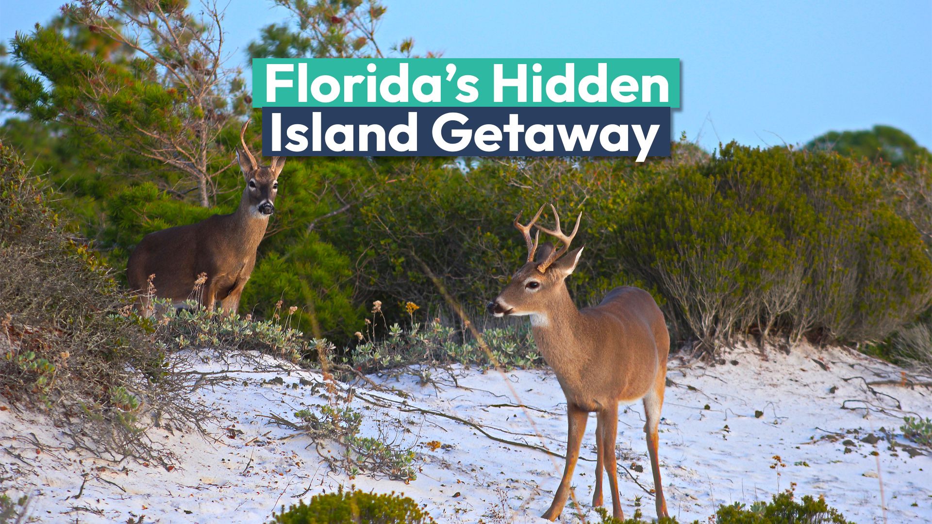 Floridas meist unterschätztes Insel nur vom Boot zugänglich ist eine schöne Alternative von Sanibel