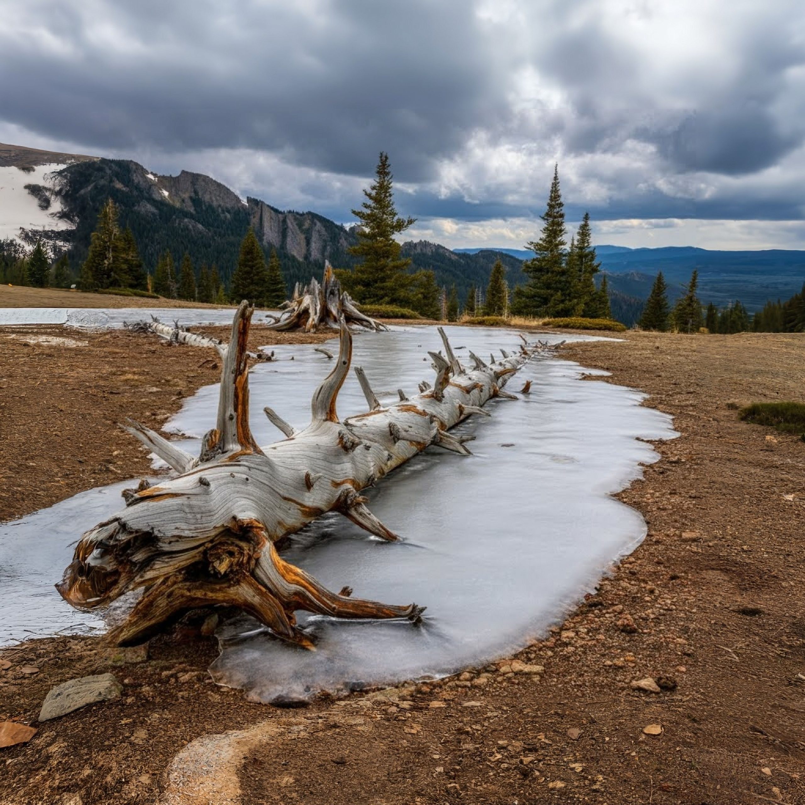 In Montana enthüllt bemerkenswerte alte alpine Ökosysteme, die in Montana ausgegraben wurden