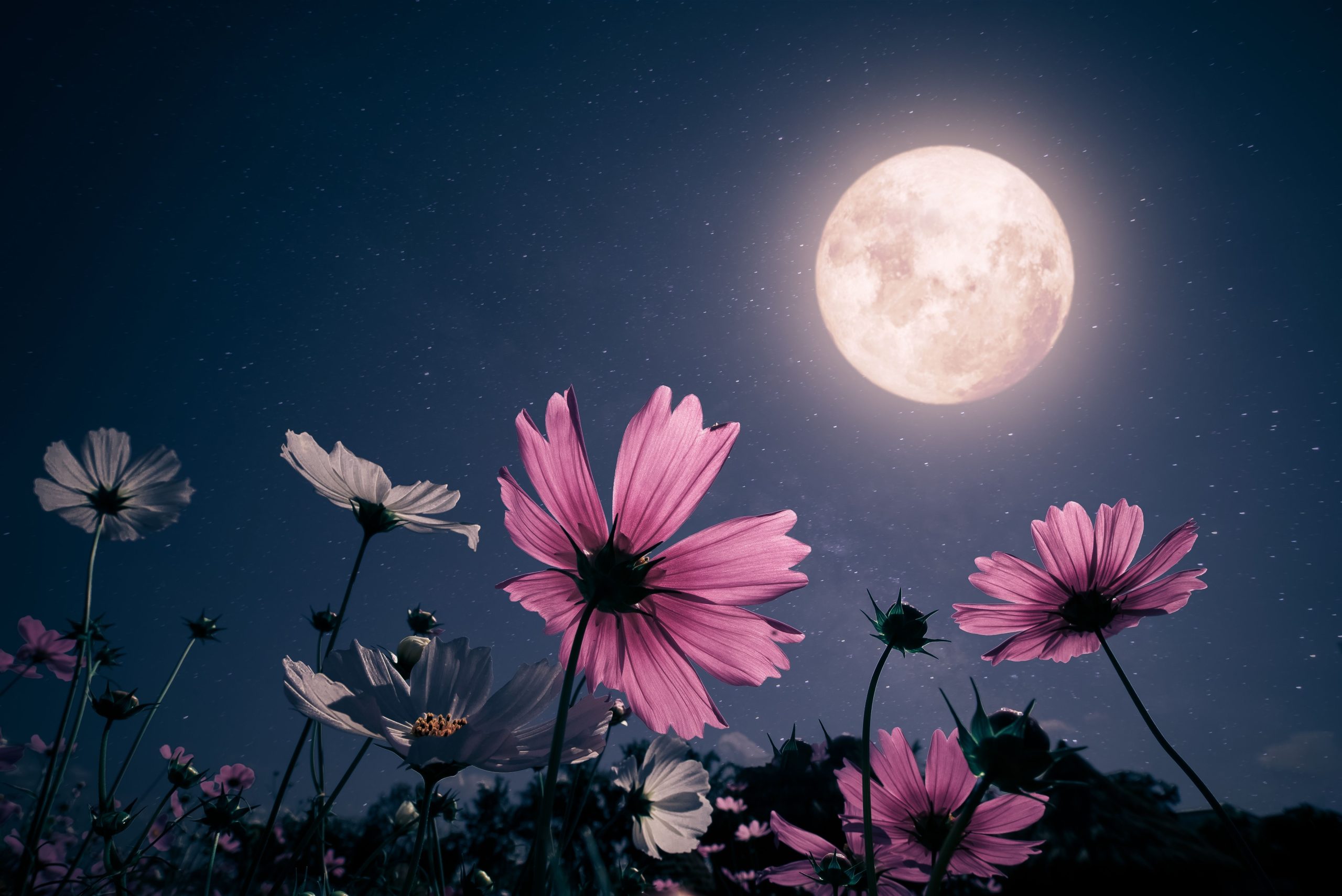 Es ist ein rosa Mond! Der erste Vollmond von Spring wird an diesem Wochenende aufsteigen, um die Saison- und Osterfeierlichkeiten zu markieren