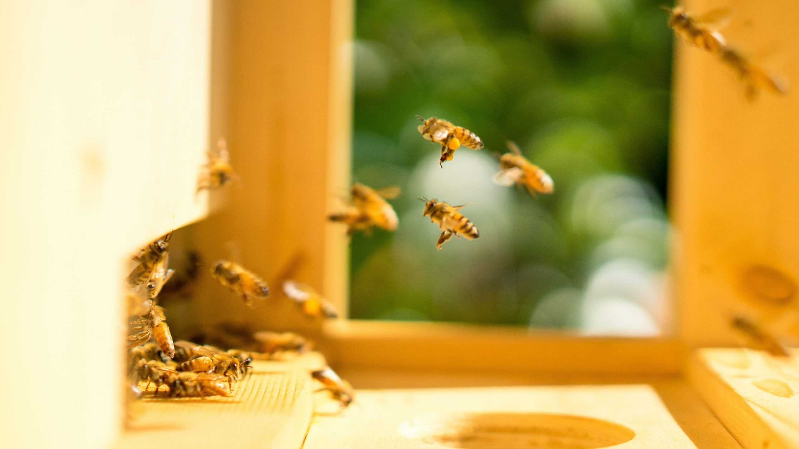 Halten Sie Honigbienen möglicherweise schlecht für die Umwelt