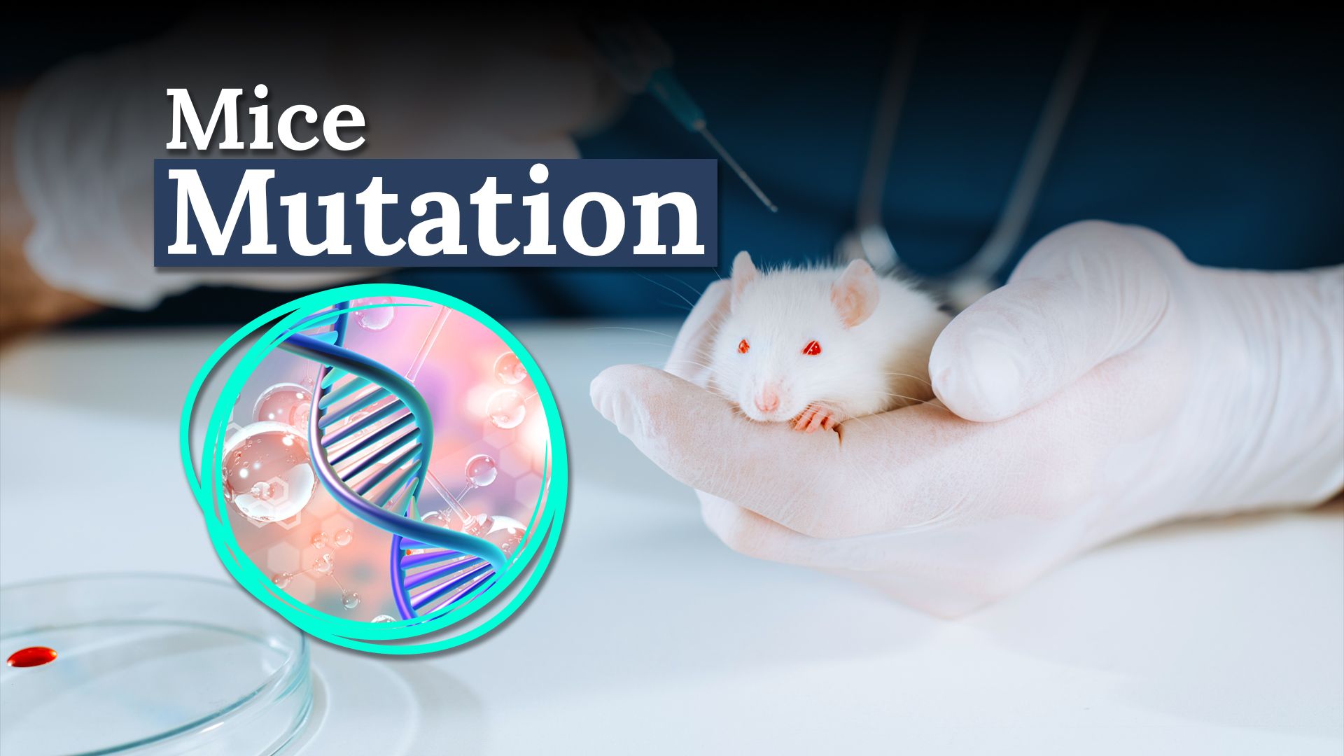 Das menschliche „Sprachgen“, das in Mäuse gesteckt wird, zeigt in der Tat sehr bizarre Dinge