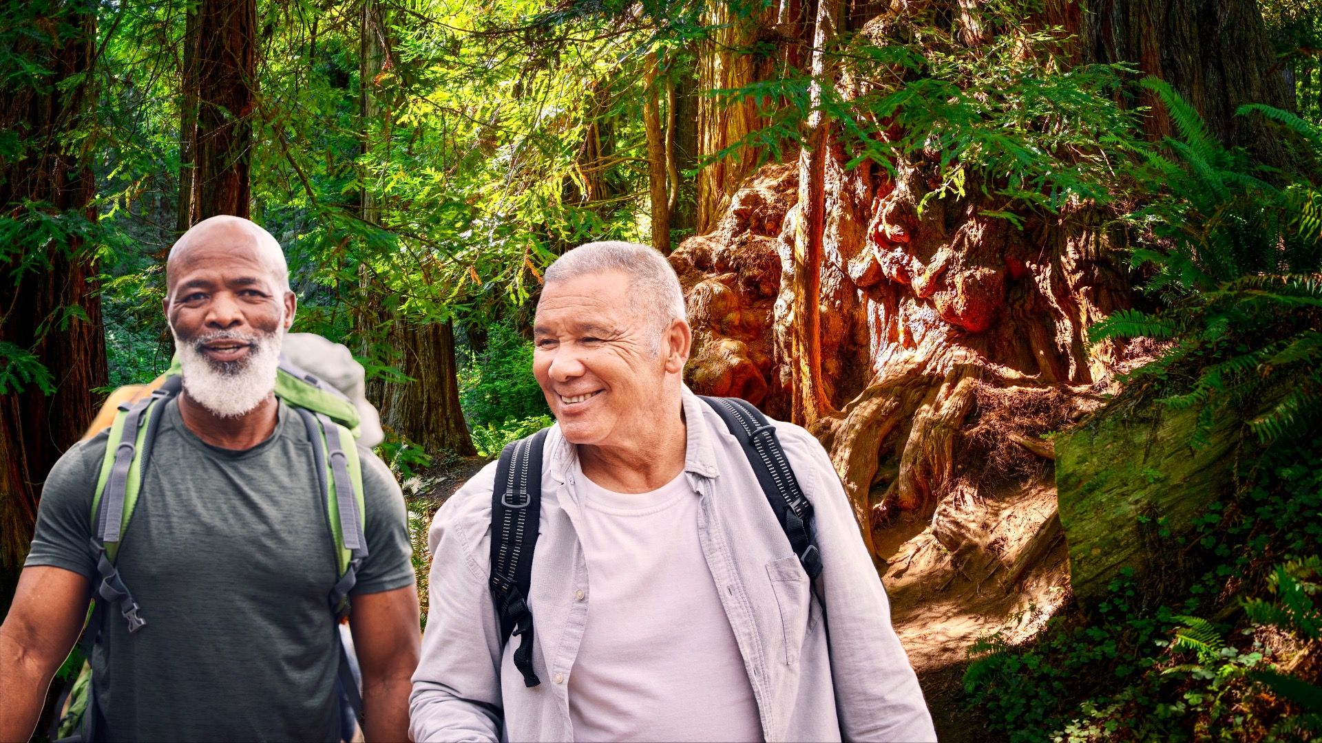 Verloren in den Redwoods: Wie NPs uns in die Irre geführt haben