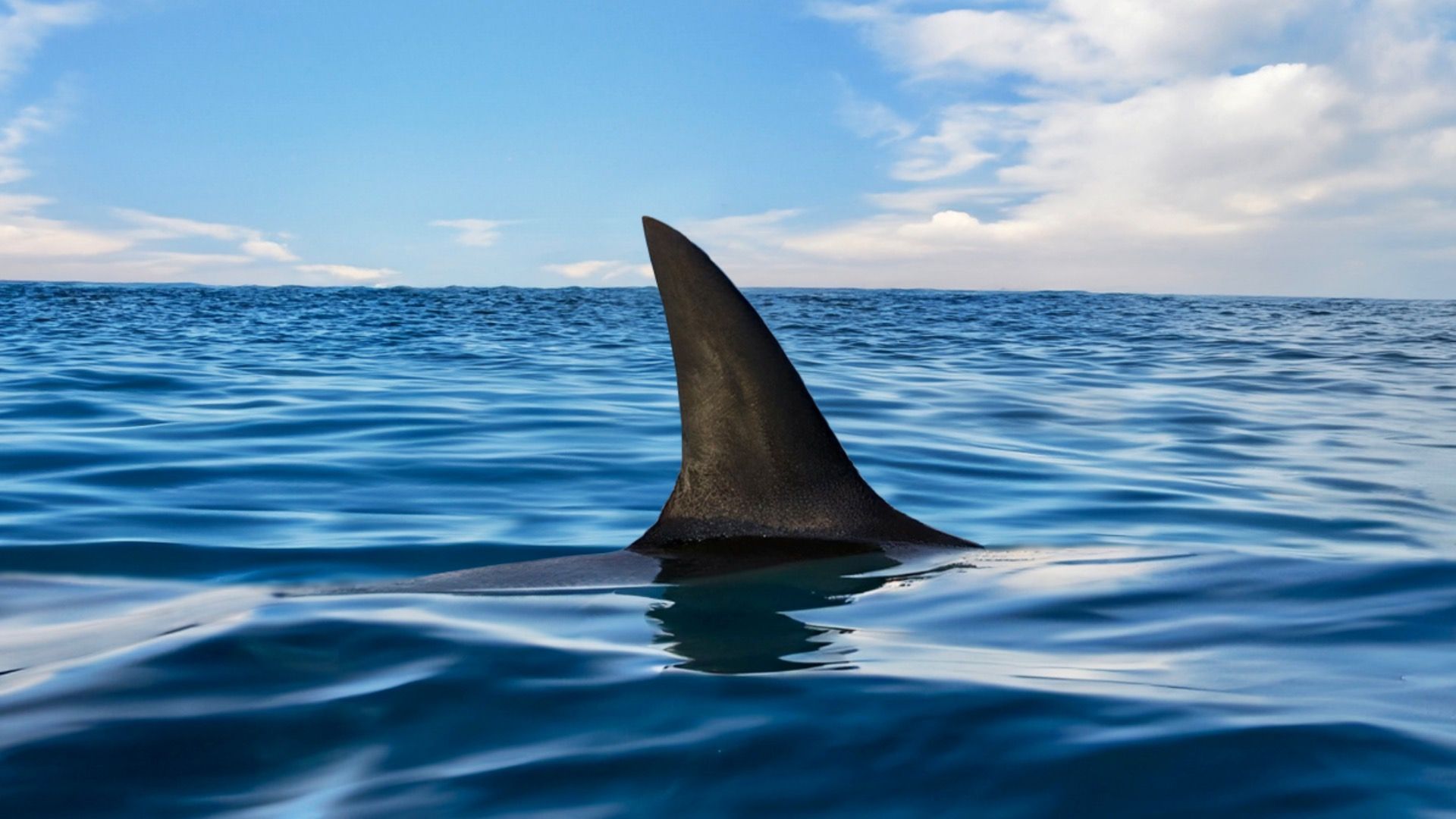 Bestätigt: Überreste während der Suche und Rettung für den Taucher, der von einem Hai in Israel angegriffen wurde