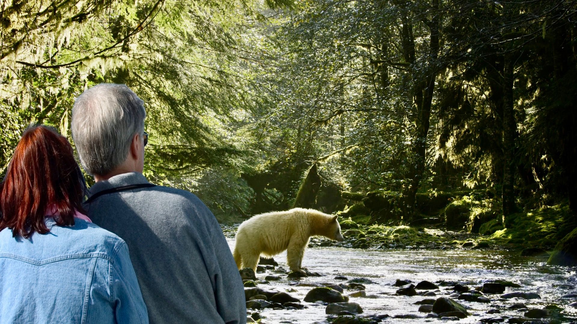 Überspringen Sie den Regenwald für einen weiteren alten Regenwald